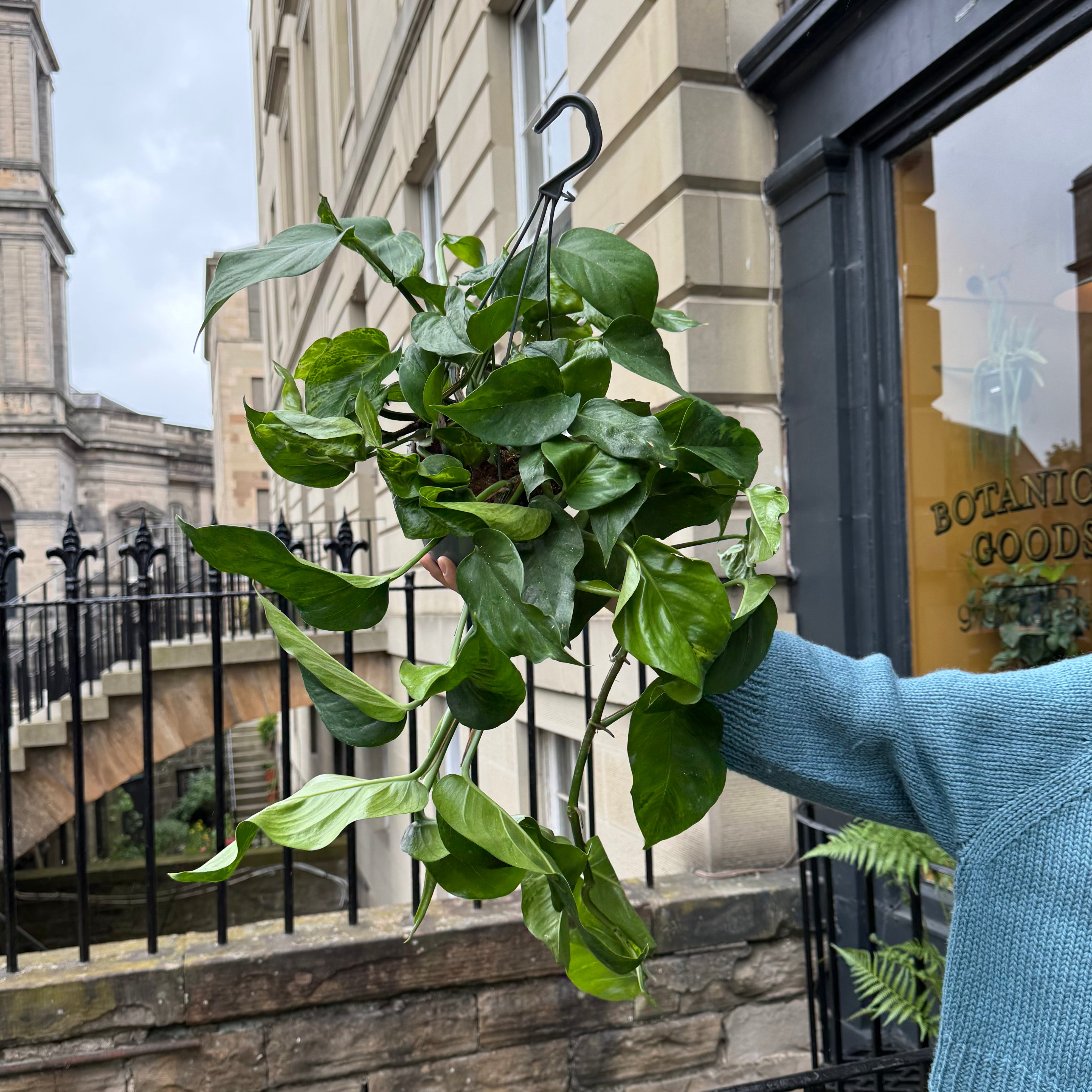 Epipremnum ‘Marble Green’ (hangpot)