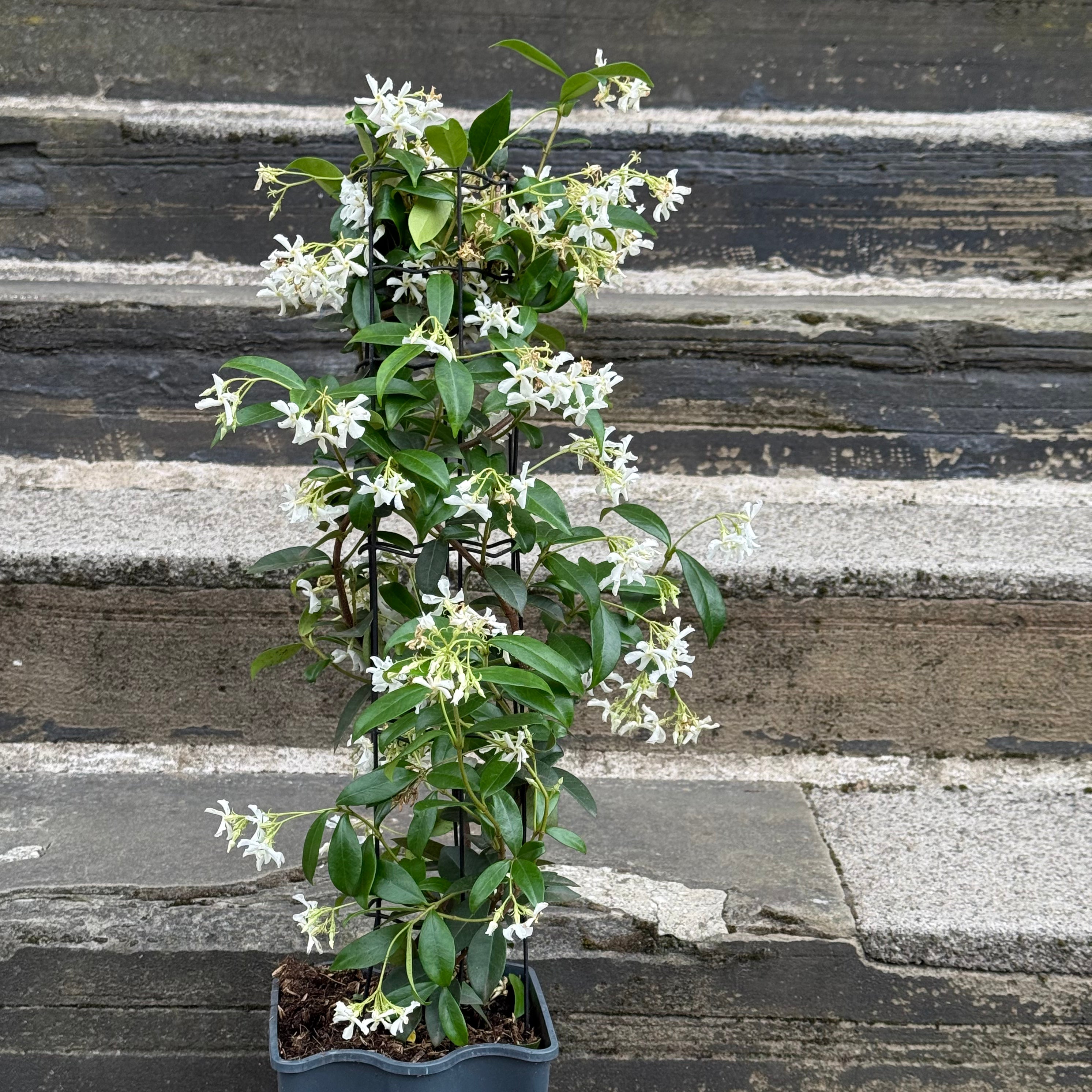 Trachelospermum jasminoides