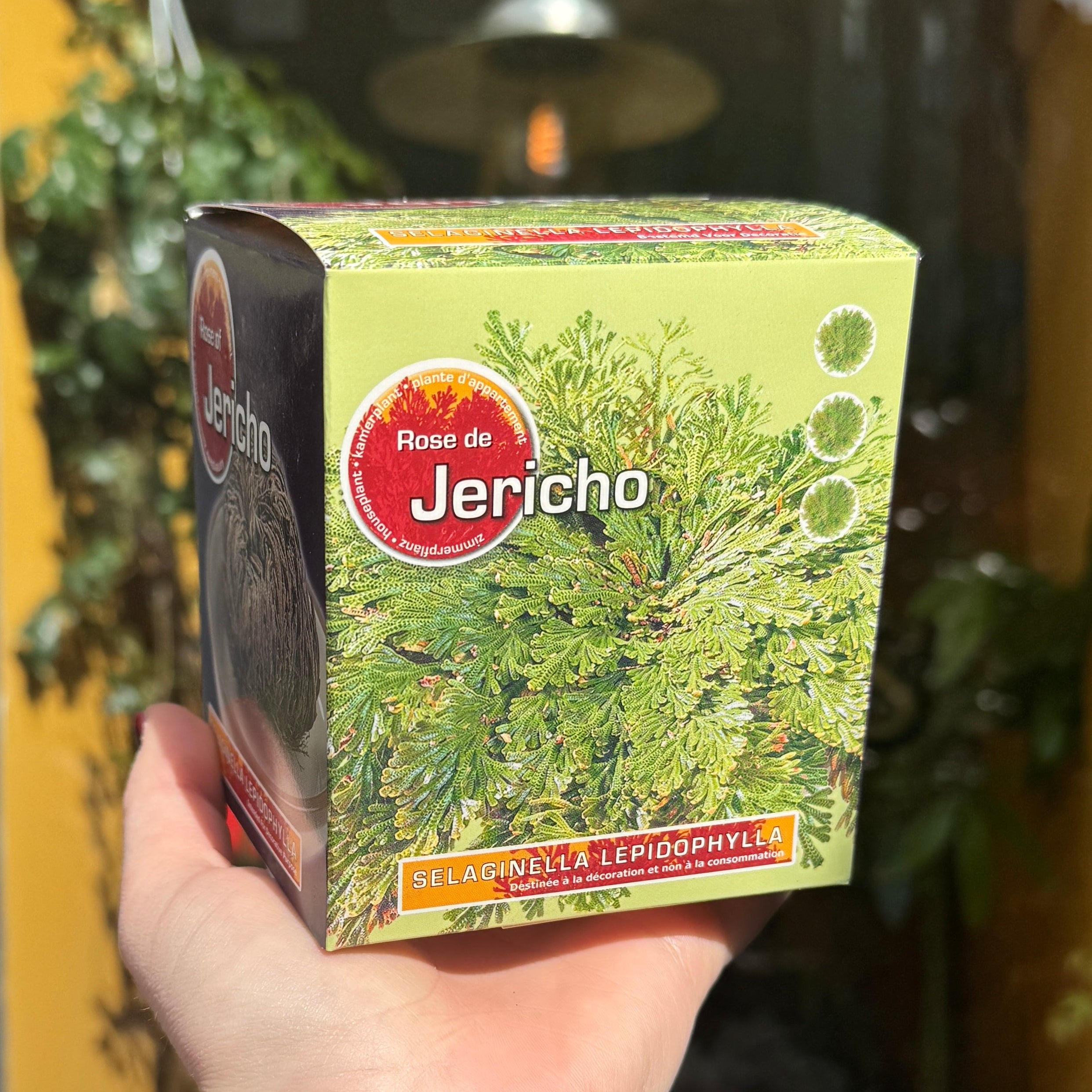 Hand holding a box of 'Rose de Jericho' plants with a blurred indoor background
