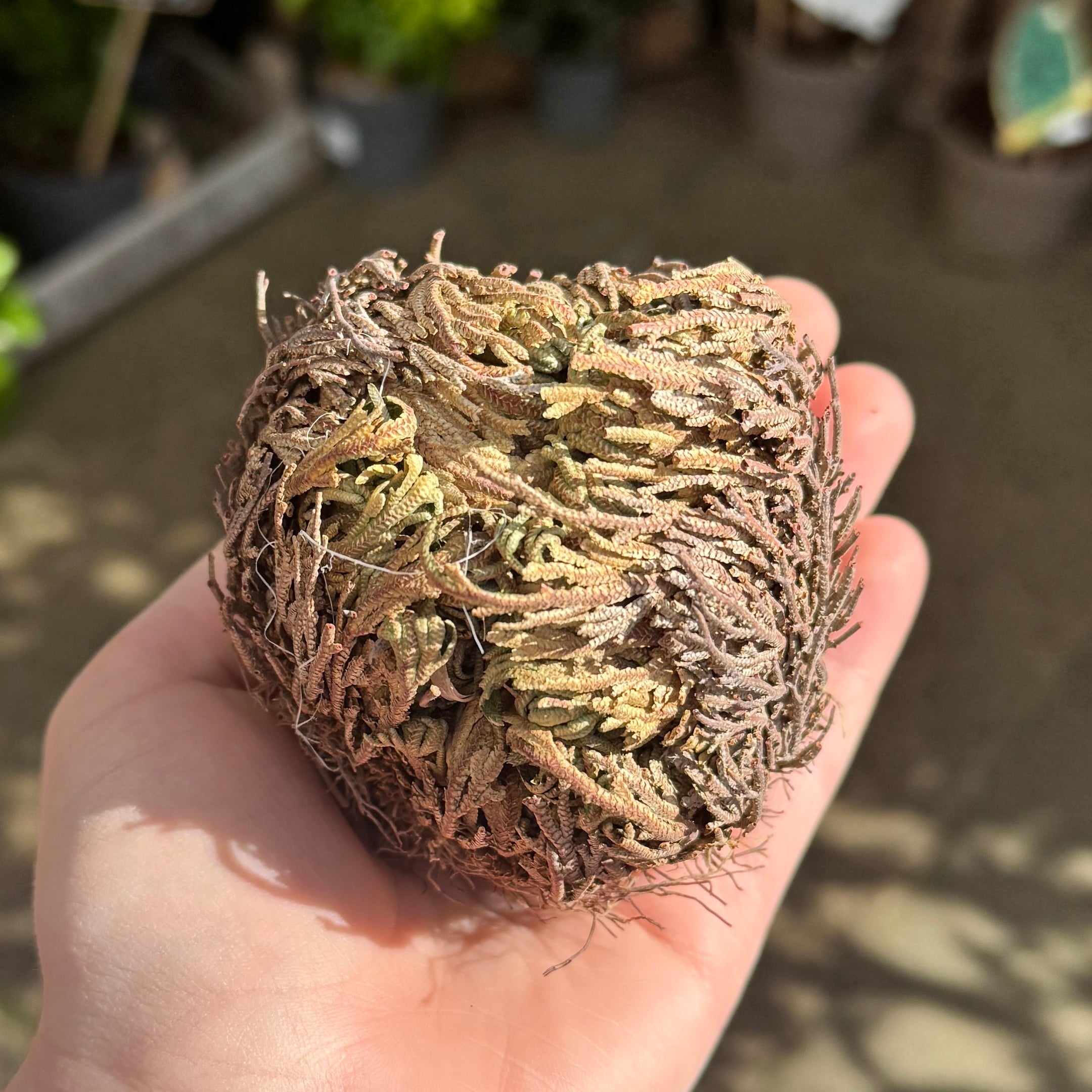 Selaginella lepidophylla ‘Rose of Jericho’ – Resurrection Plant