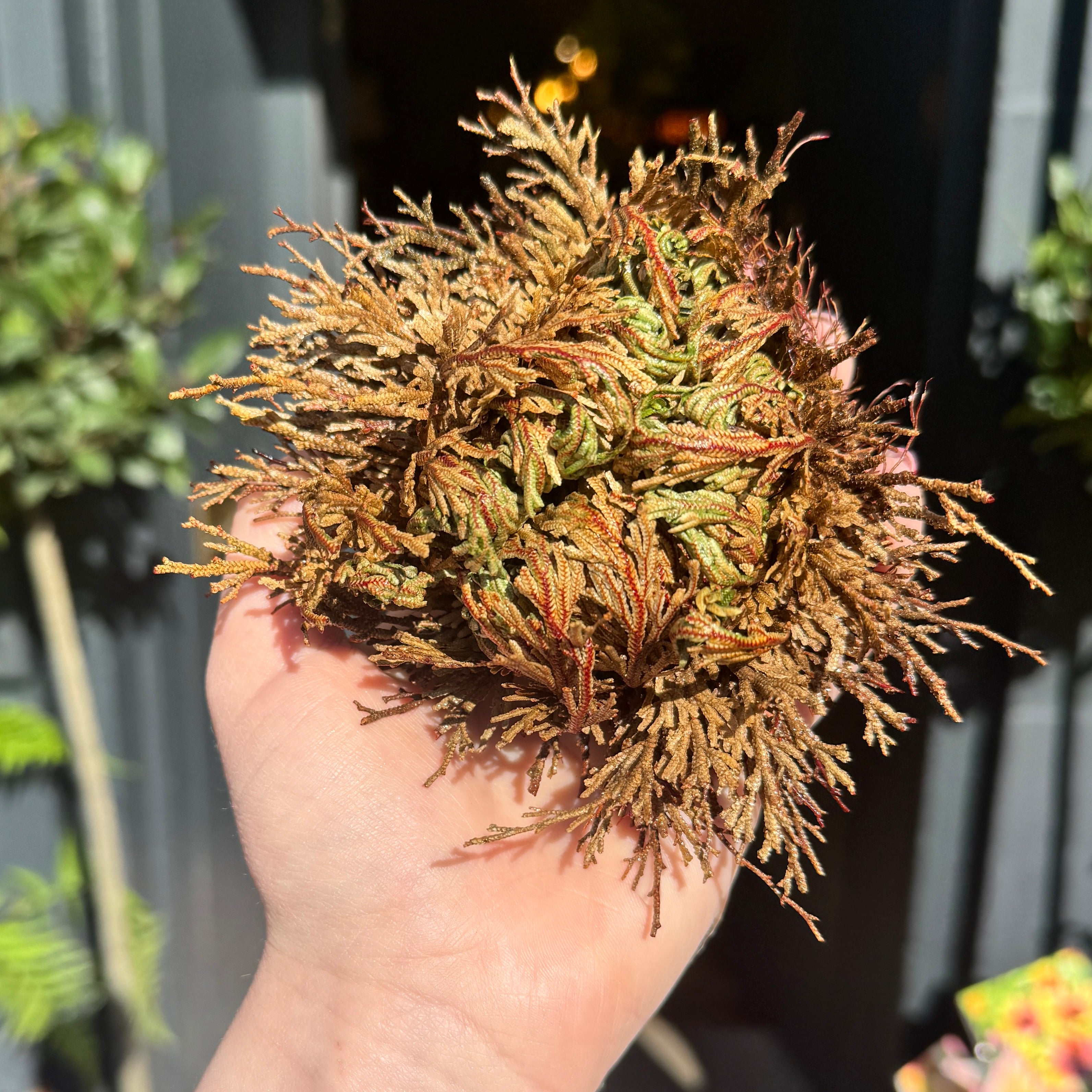 Selaginella lepidophylla ‘Rose of Jericho’ – Resurrection Plant