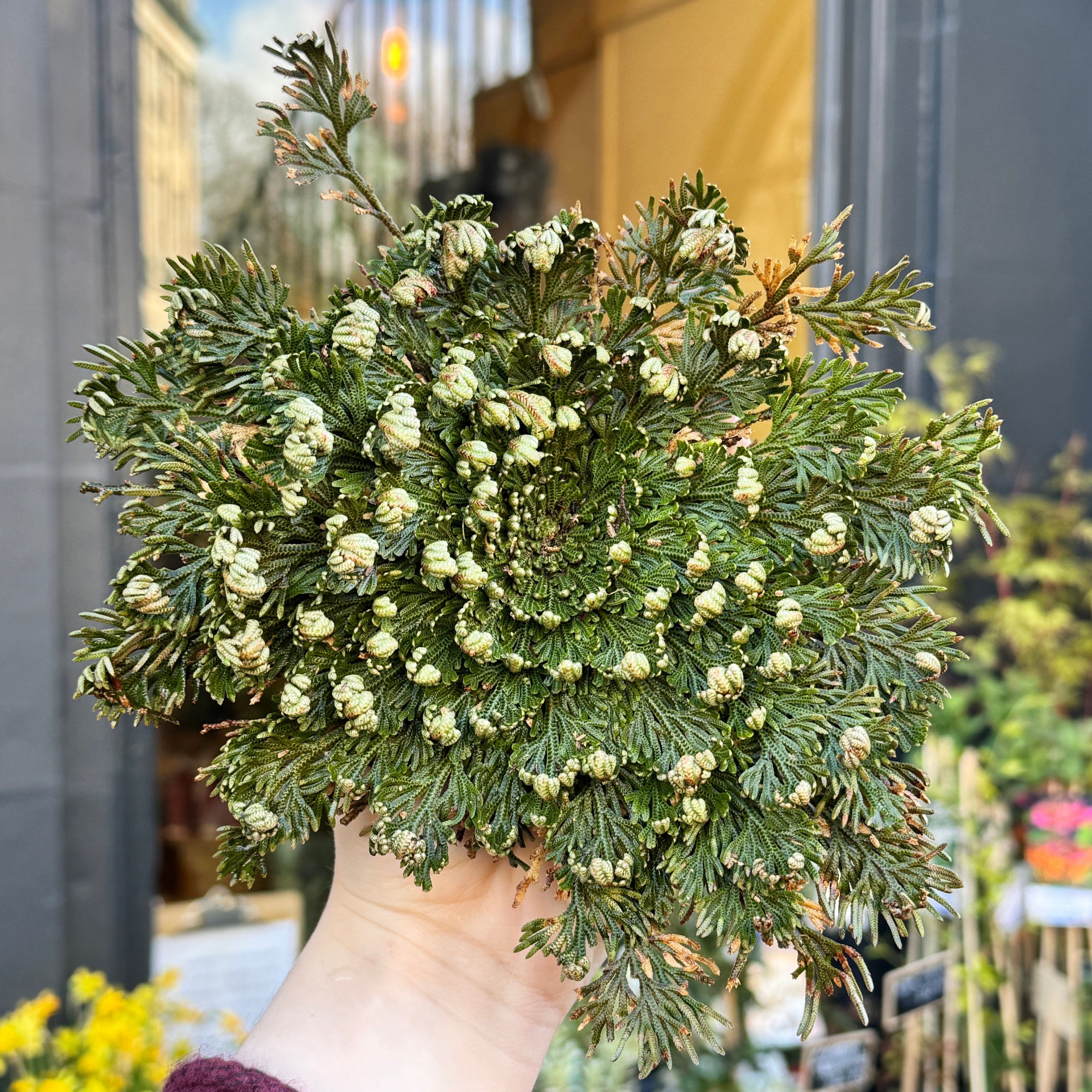 Selaginella lepidophylla ‘Rose of Jericho’ – Resurrection Plant