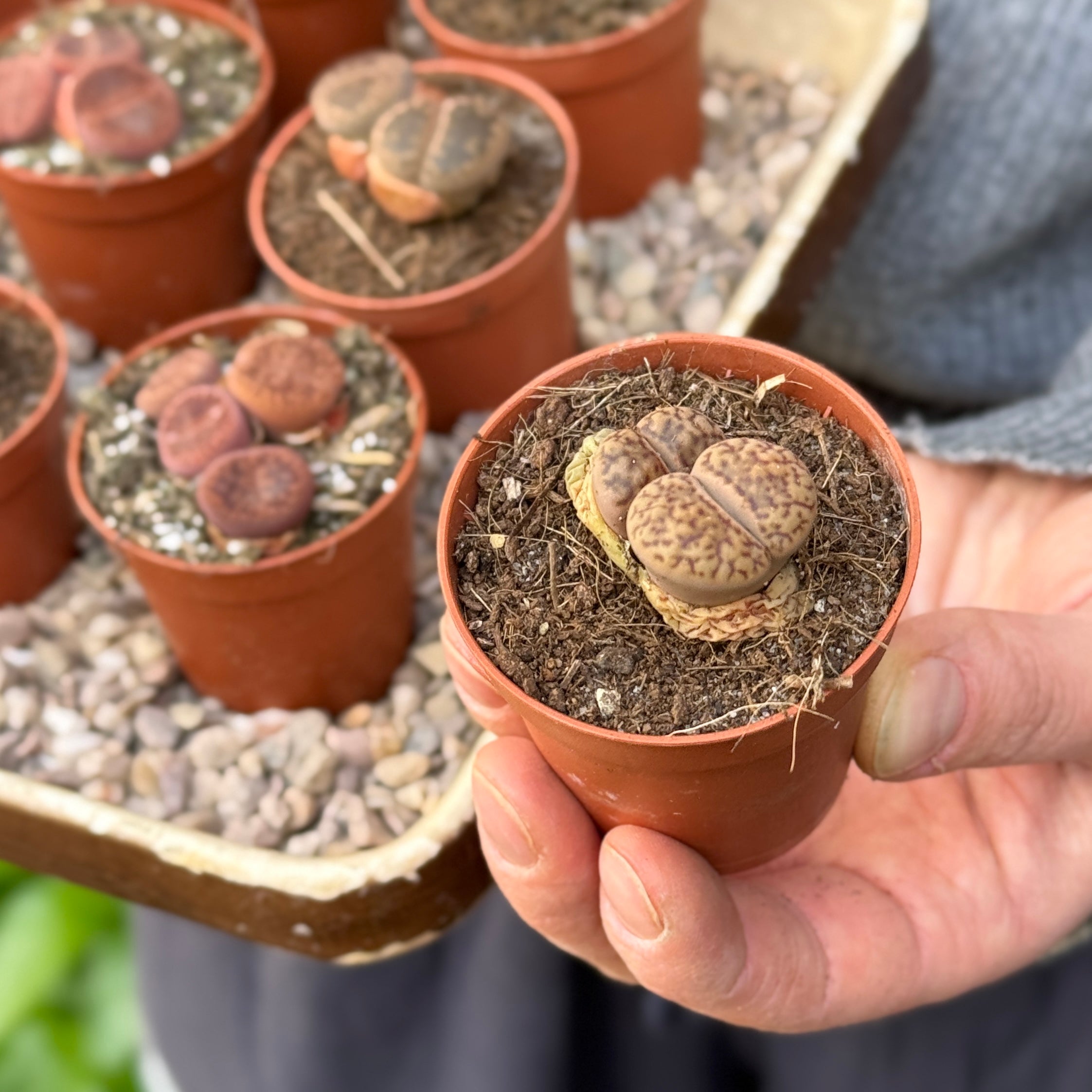 Lithops lesliei