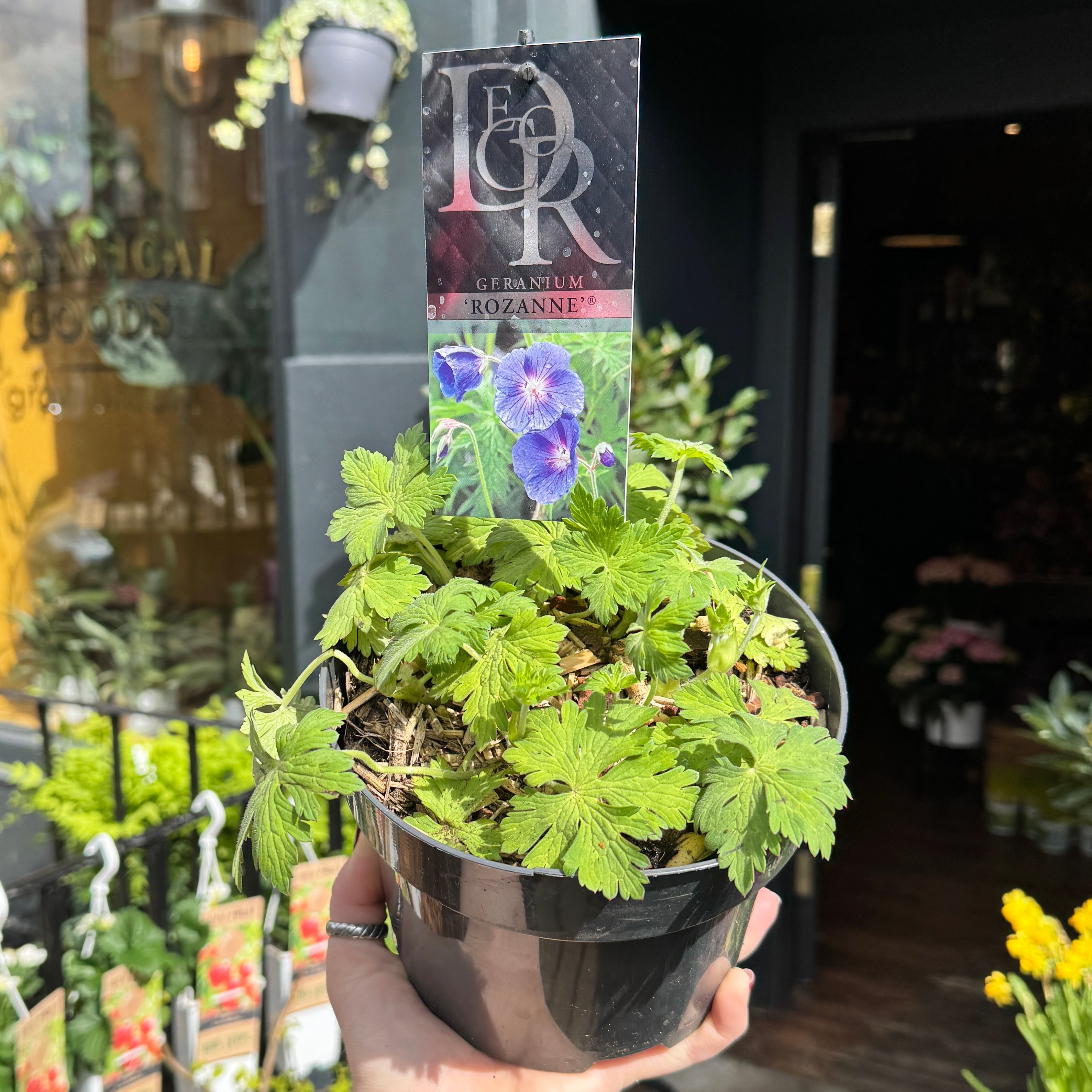 Geranium ‘Rozanne’