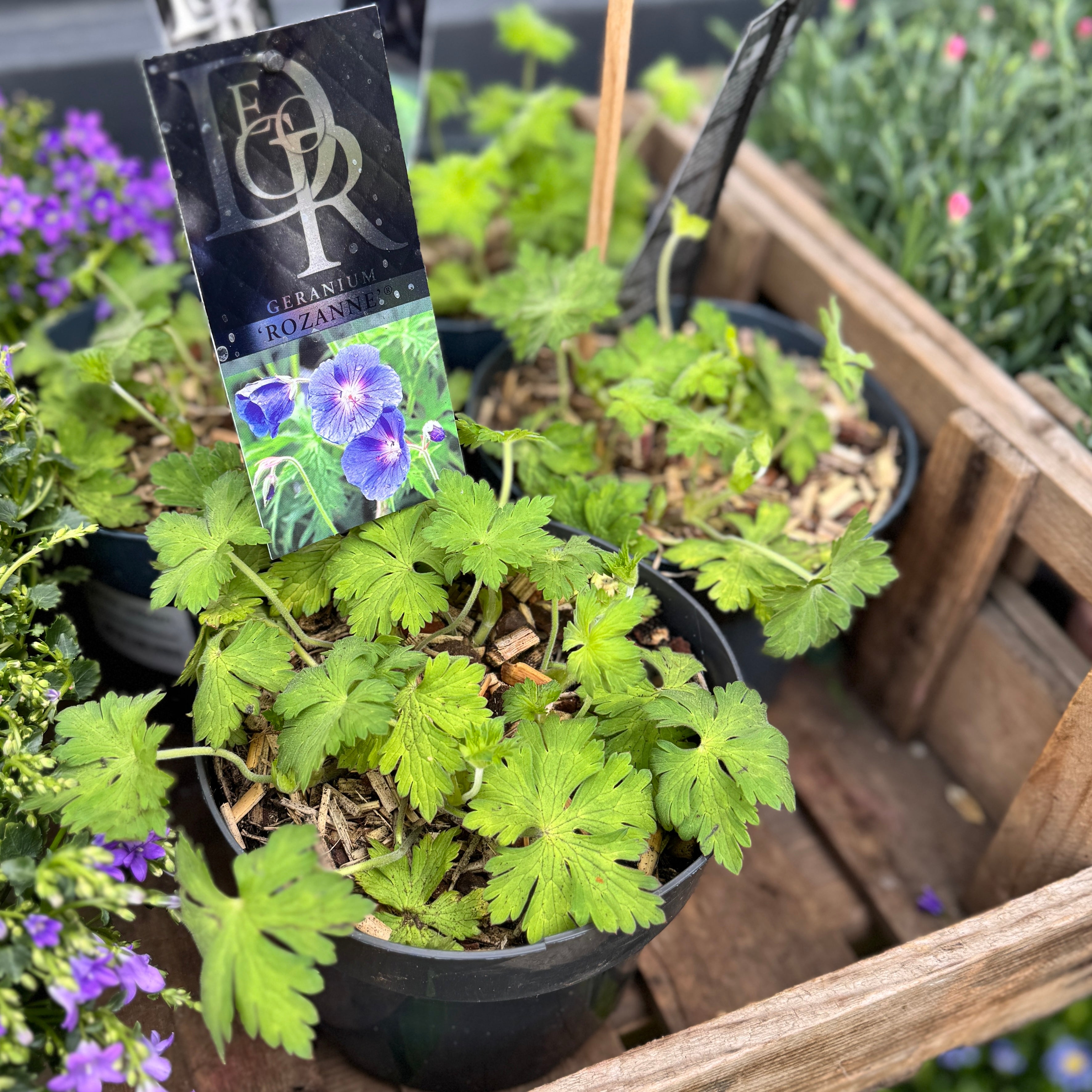 Geranium ‘Rozanne’