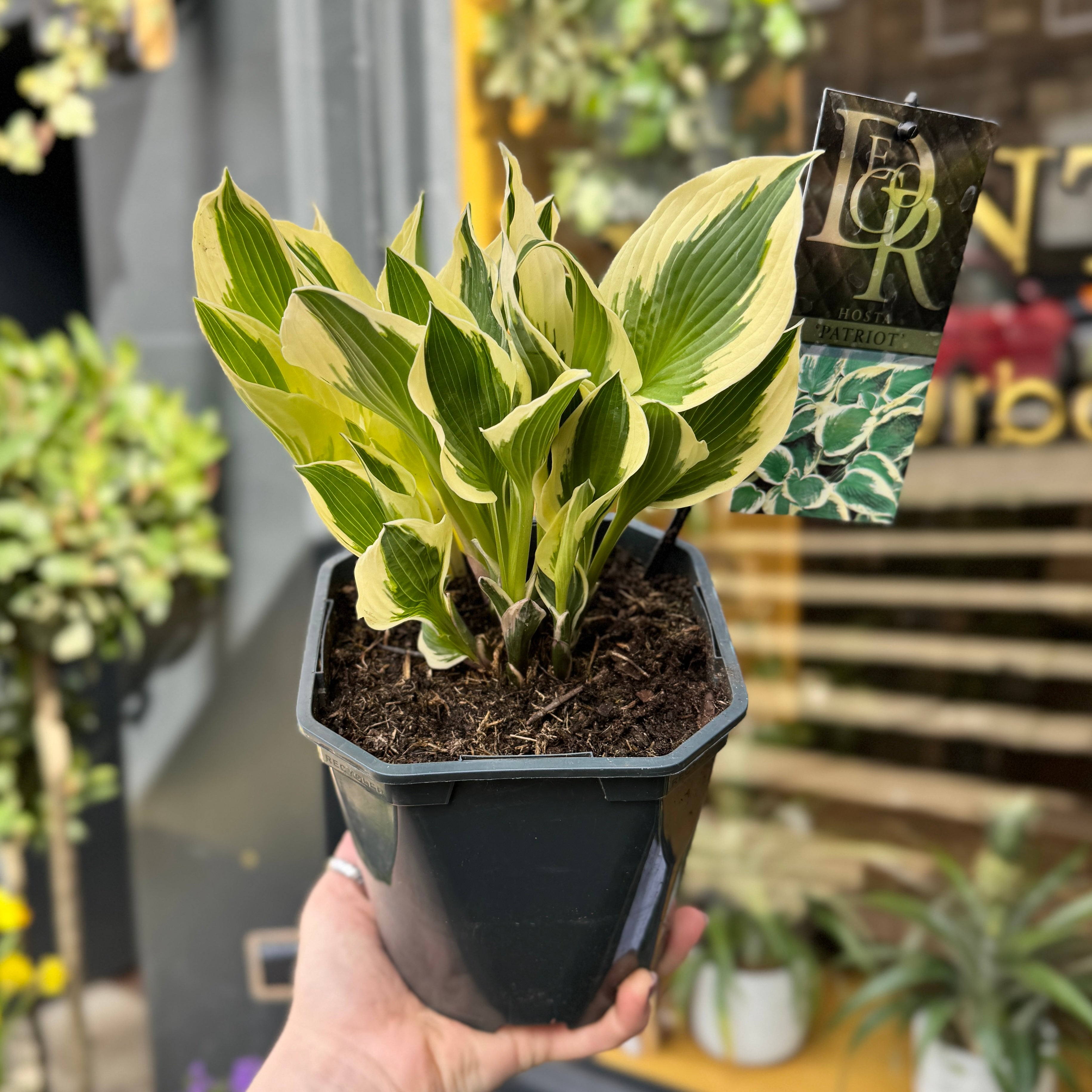 Hosta ‘Patriot’