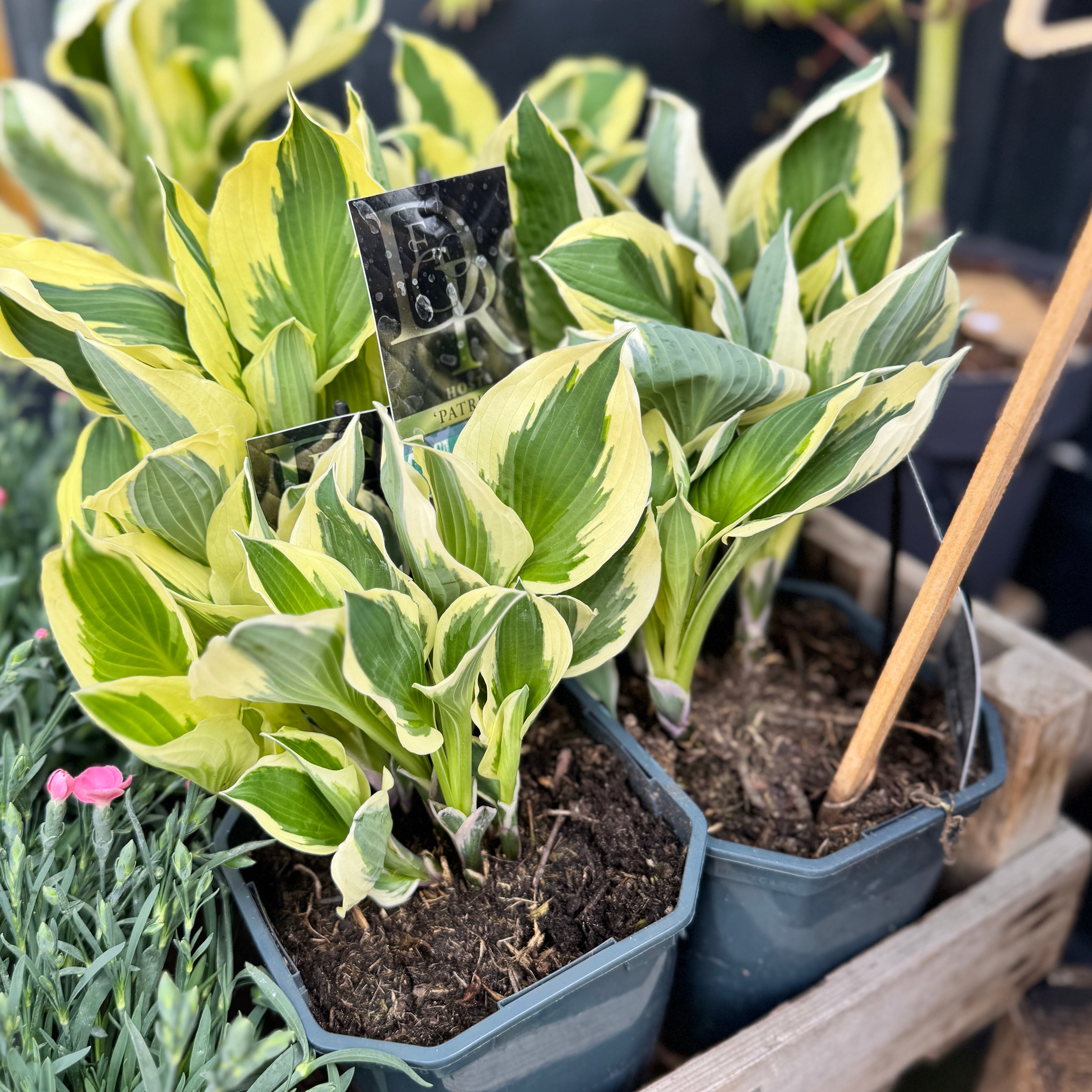 Hosta ‘Patriot’