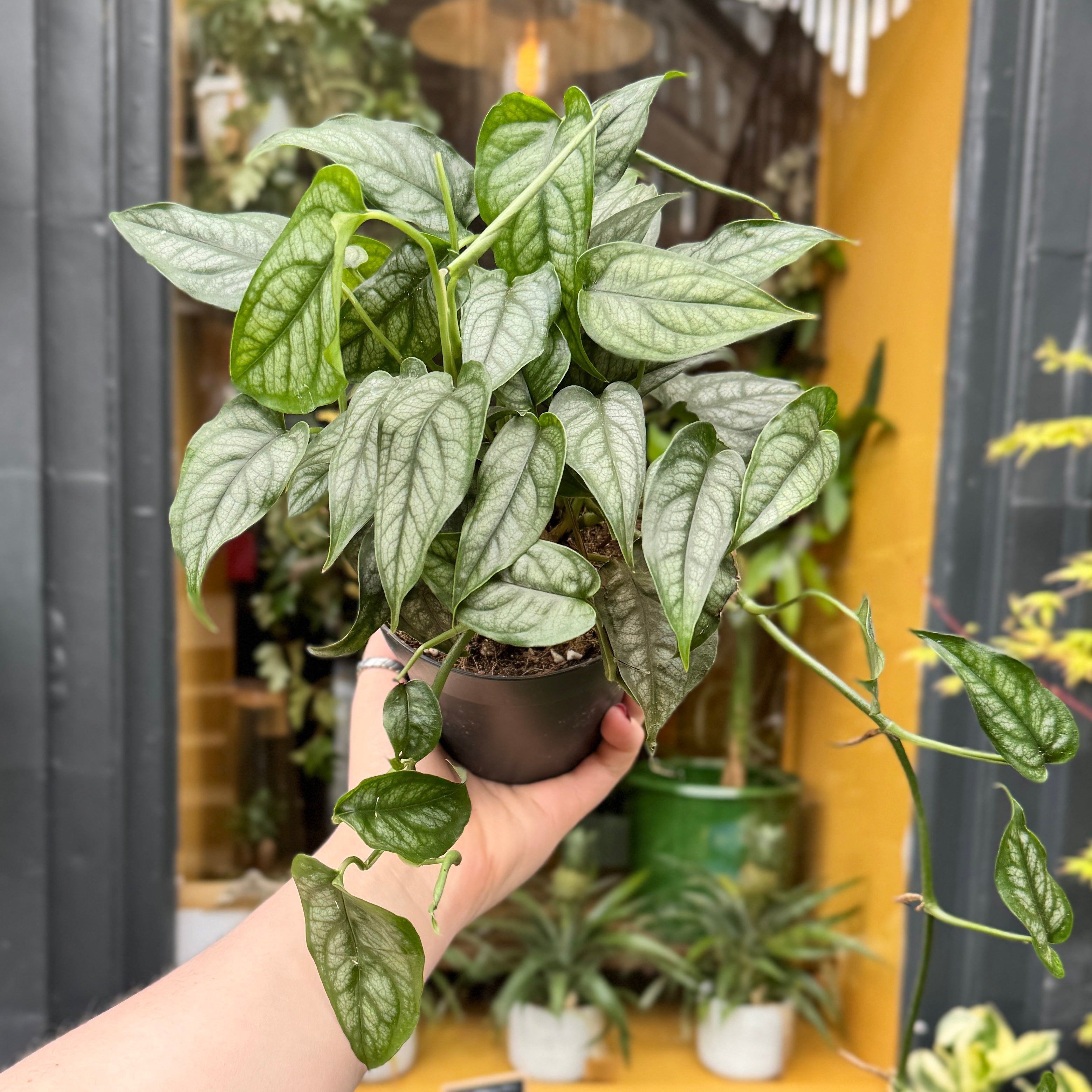 Monstera siltepecana