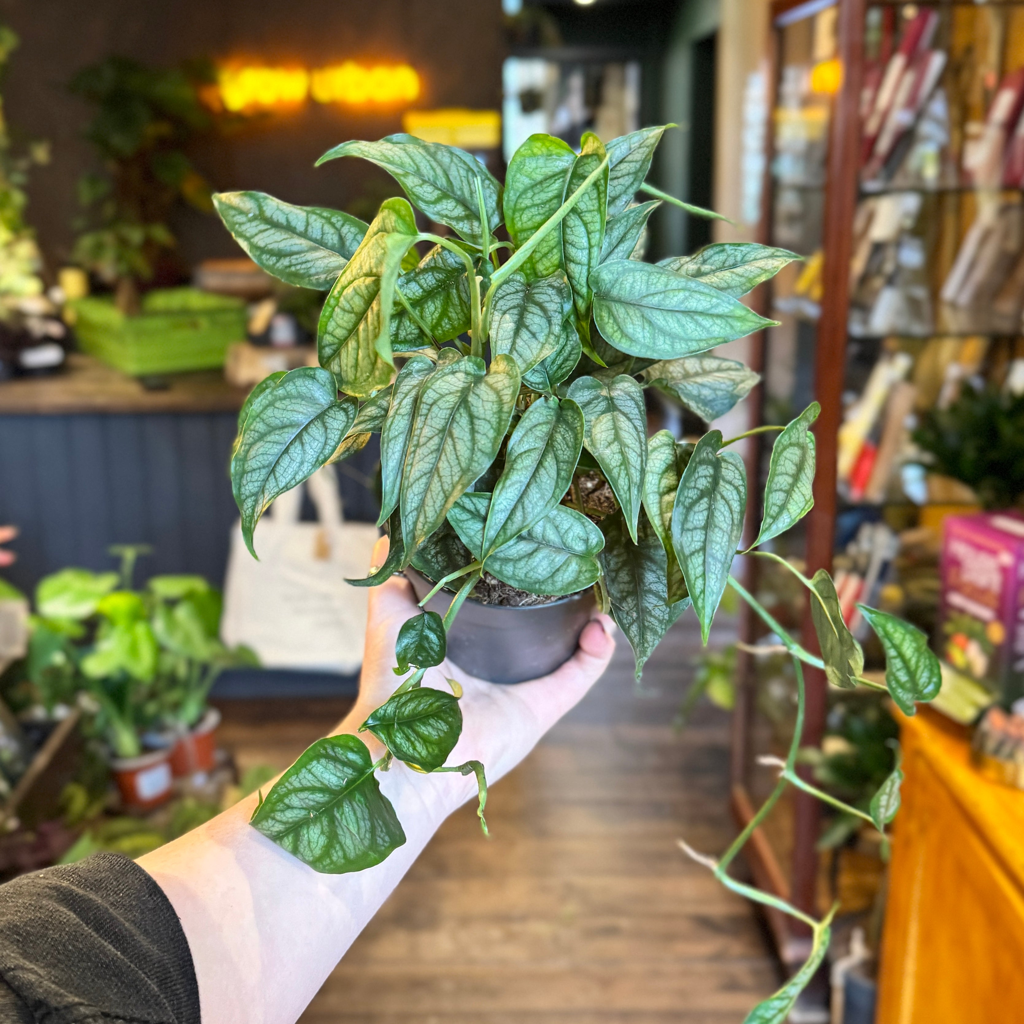 Monstera siltepecana | Silver Monstera