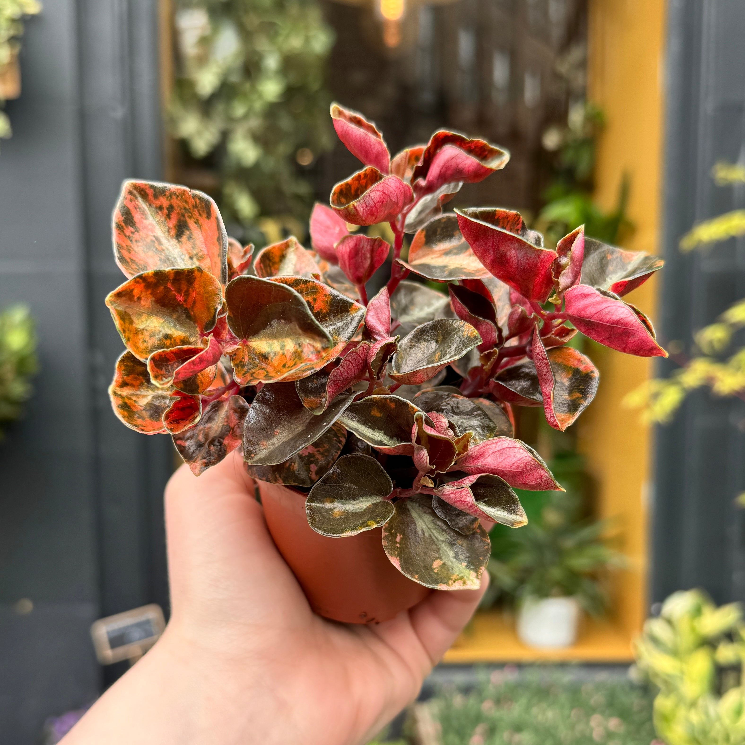Peperomia ‘Creme Brulee’