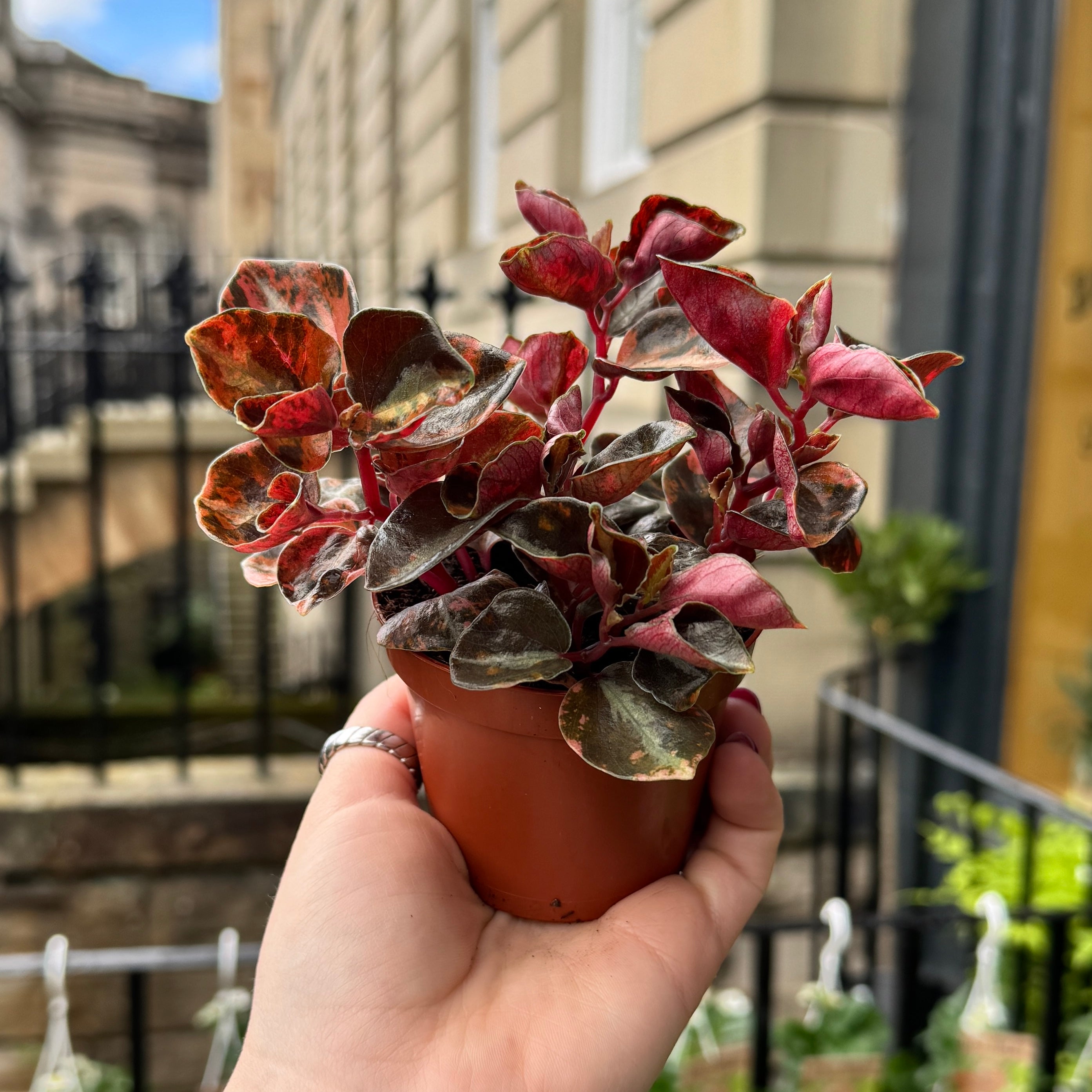 Peperomia ‘Creme Brulee’