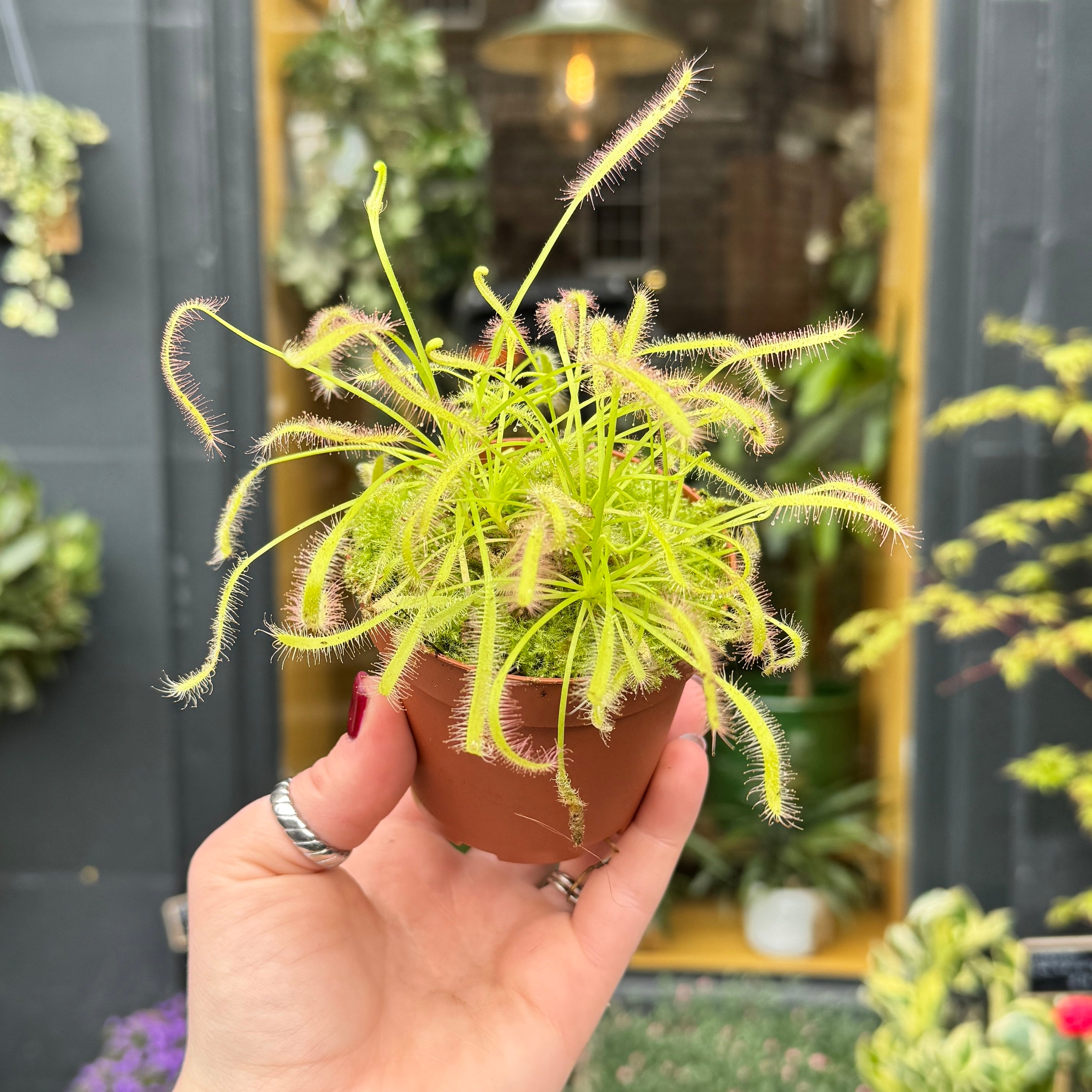 Drosera capensis
