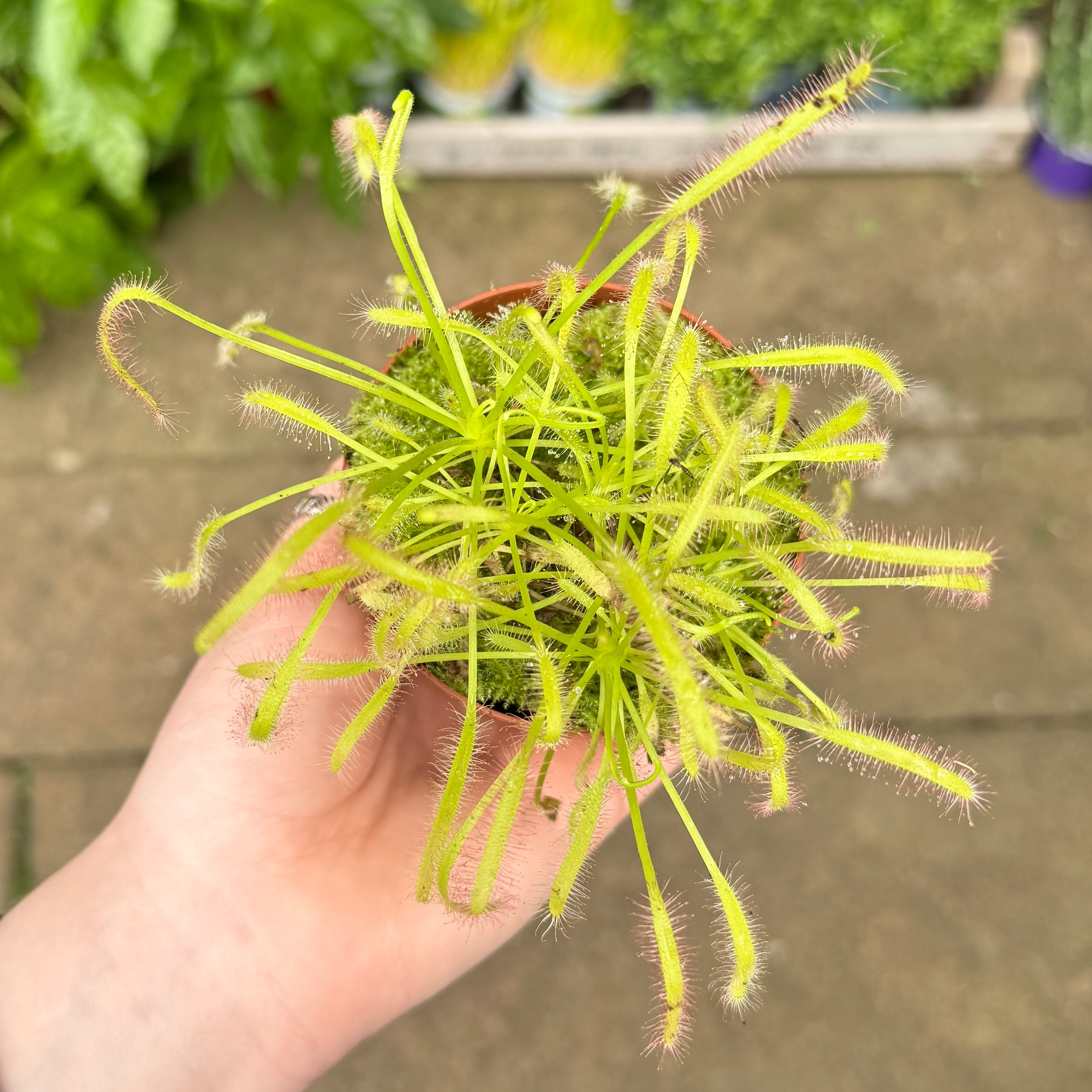 Drosera capensis