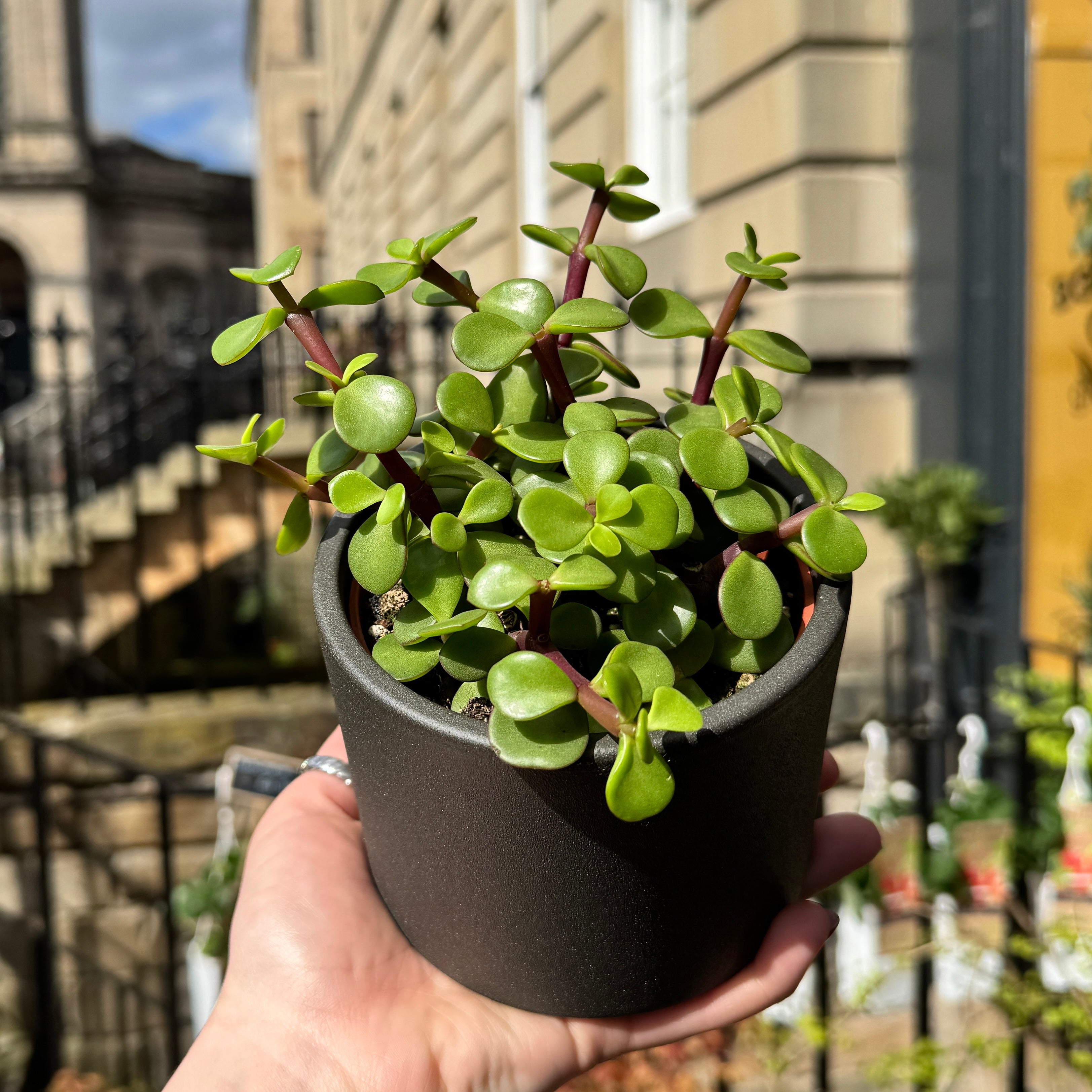 Portulacaria afra