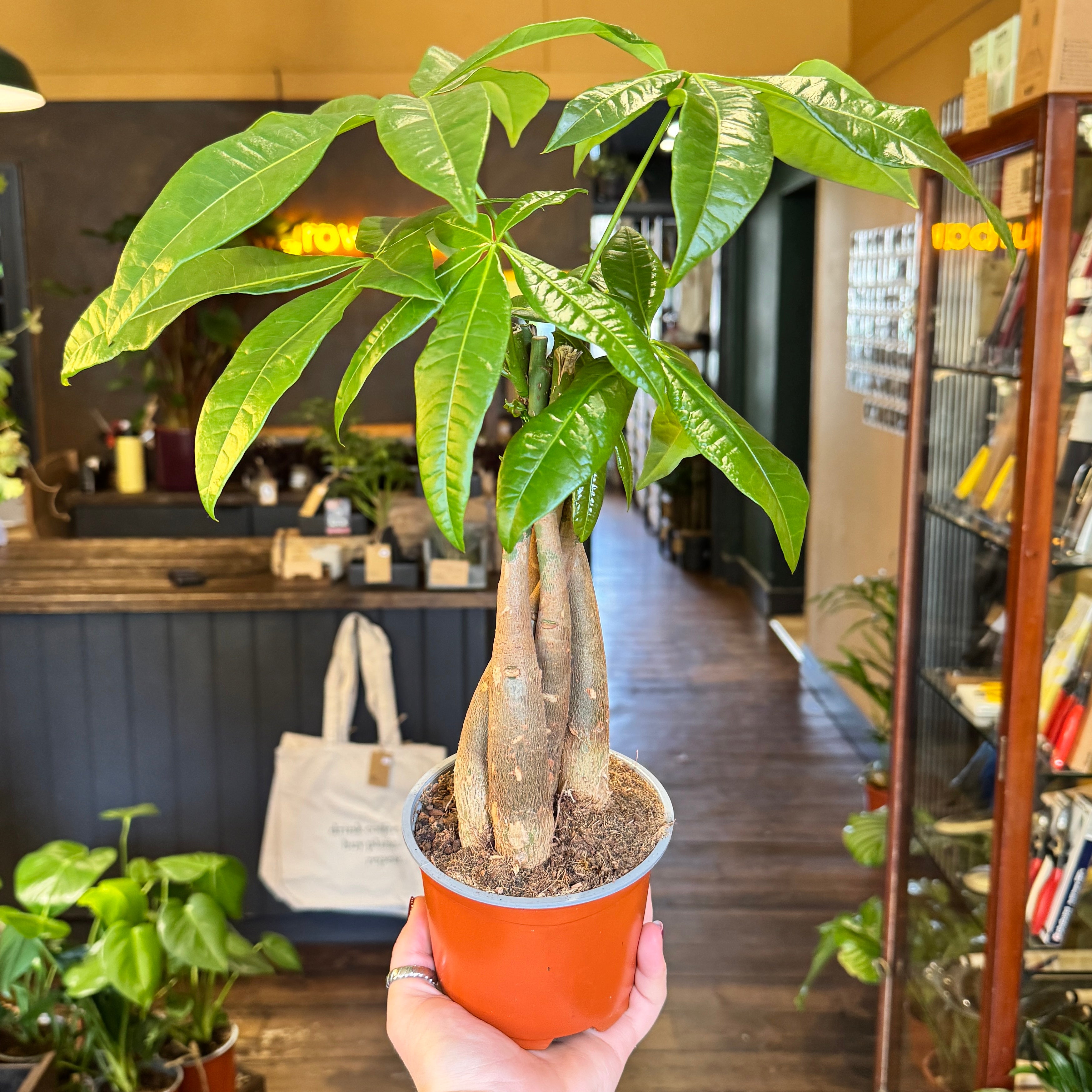 Pachira aquatica