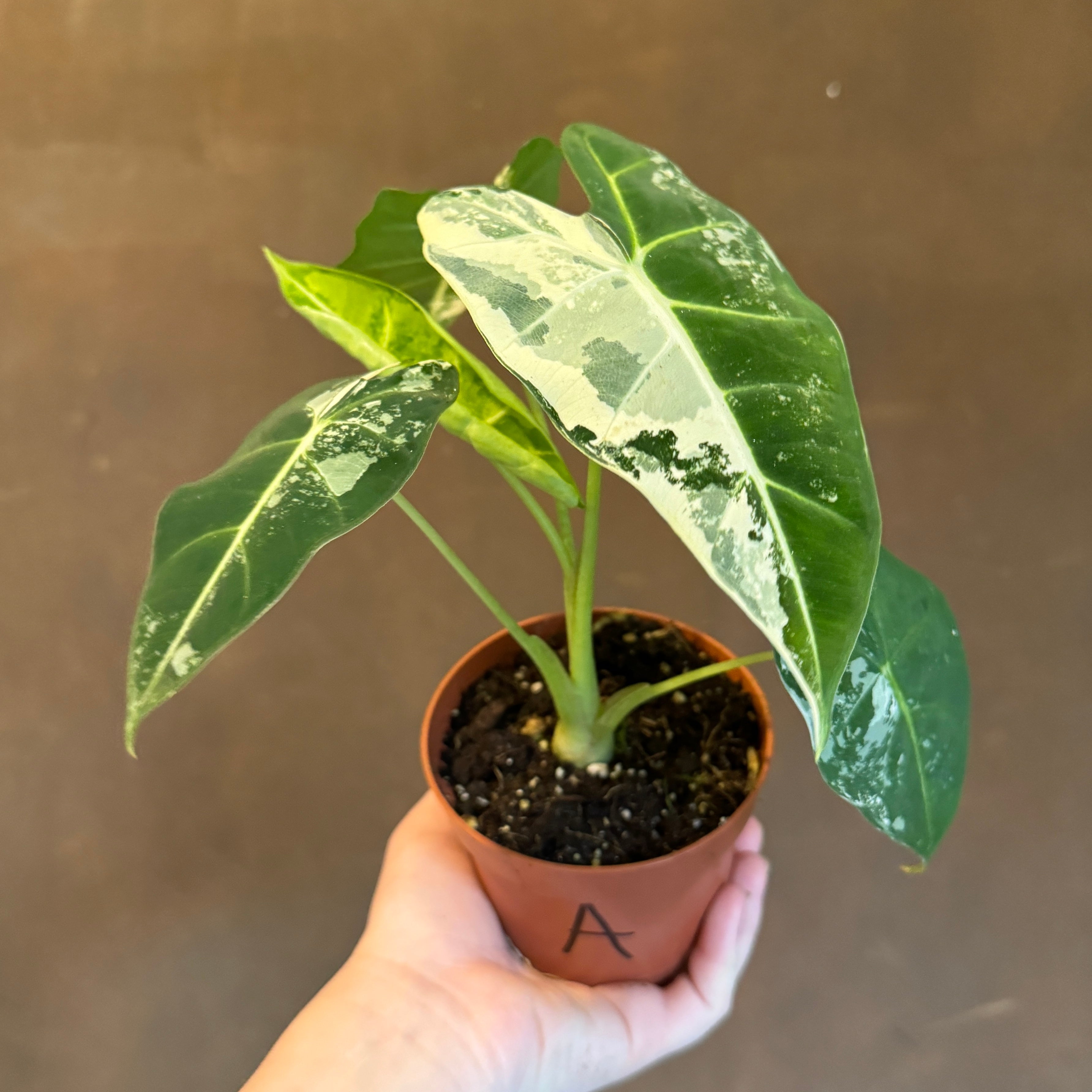 Alocasia micholitziana 'Frydek Variegata'