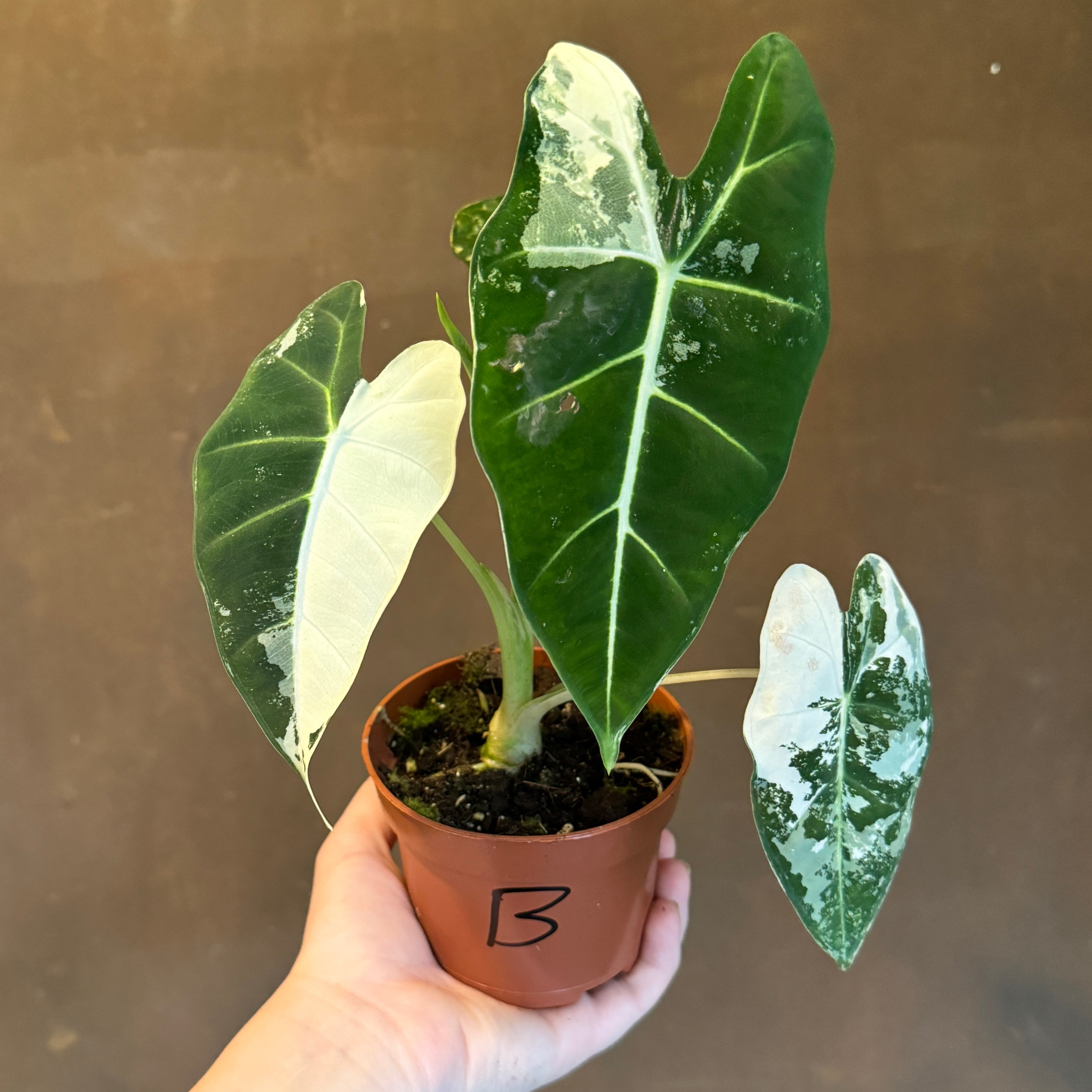 Alocasia micholitziana 'Frydek Variegata'