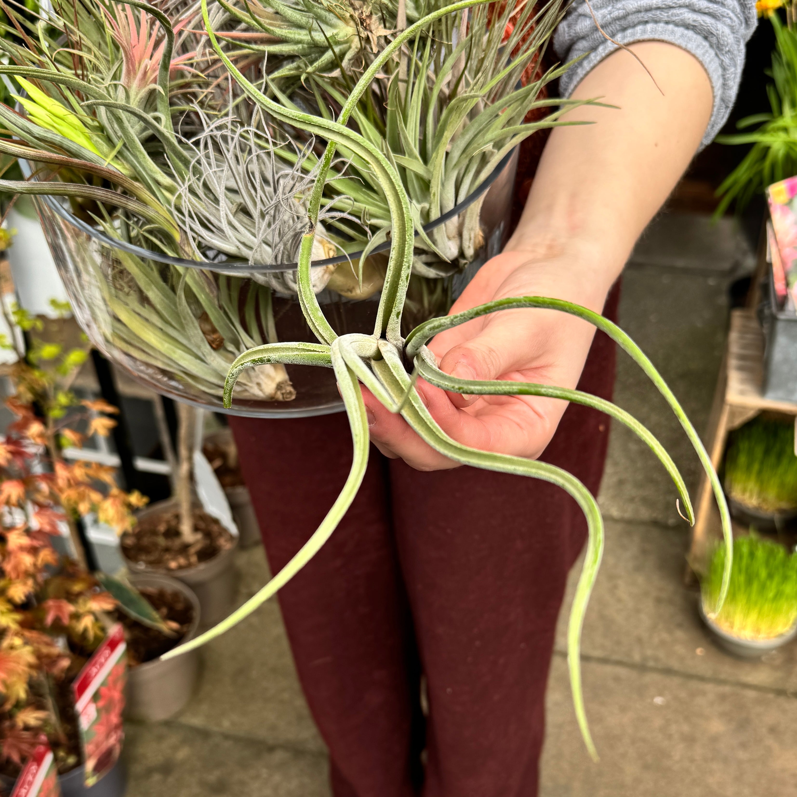 Tillandsia Air Plant
