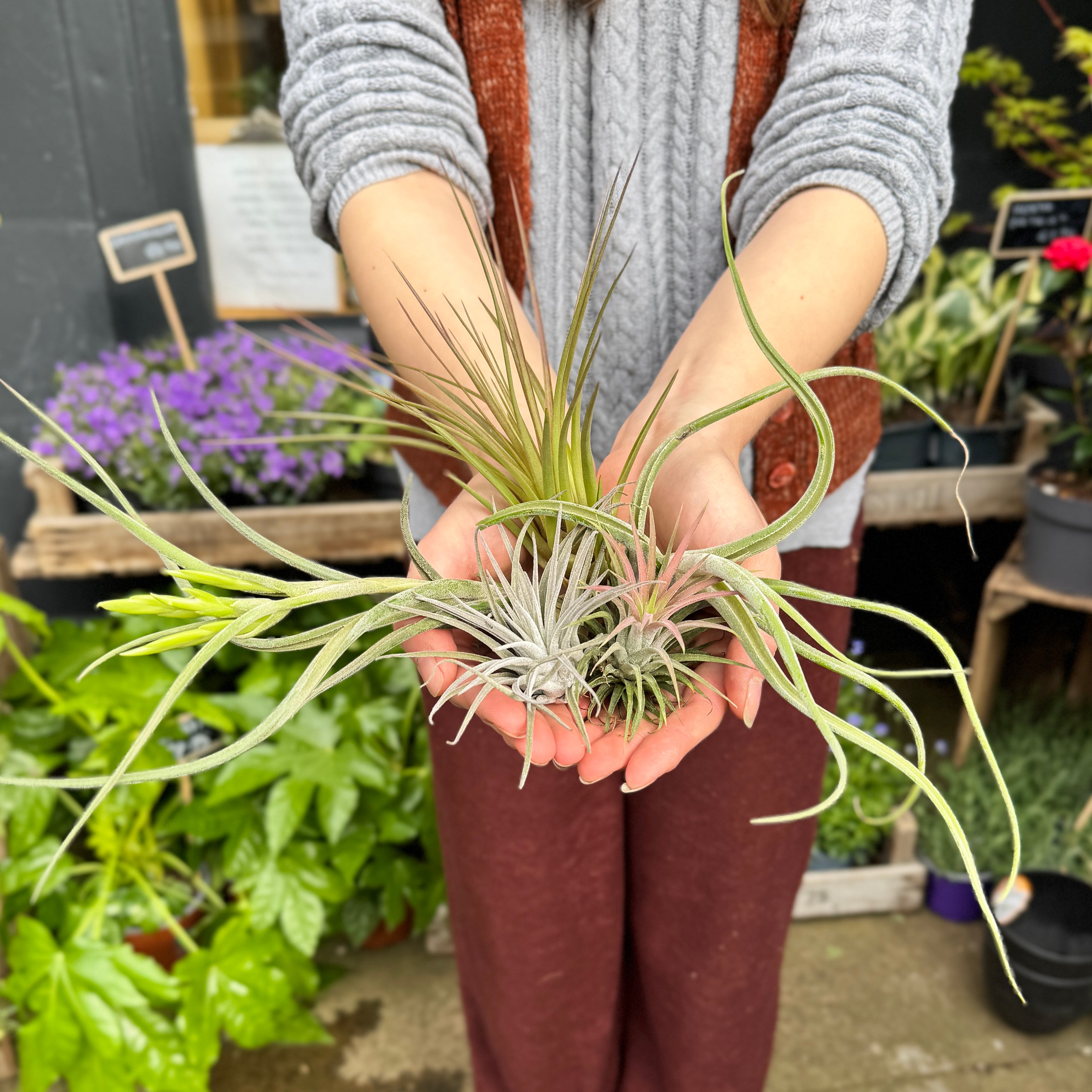 Person holding a large air plant with a garden background