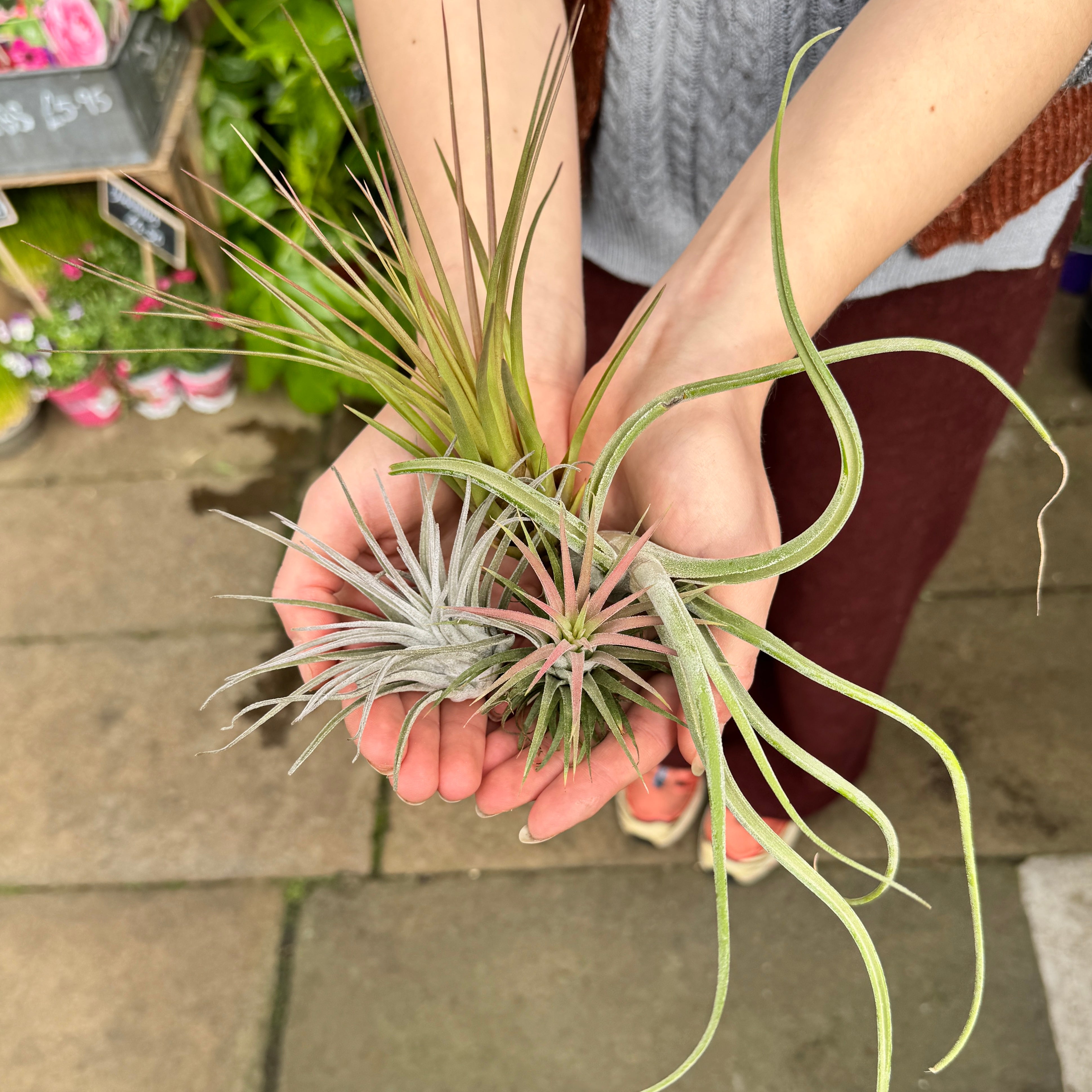 Tillandsia Air Plant