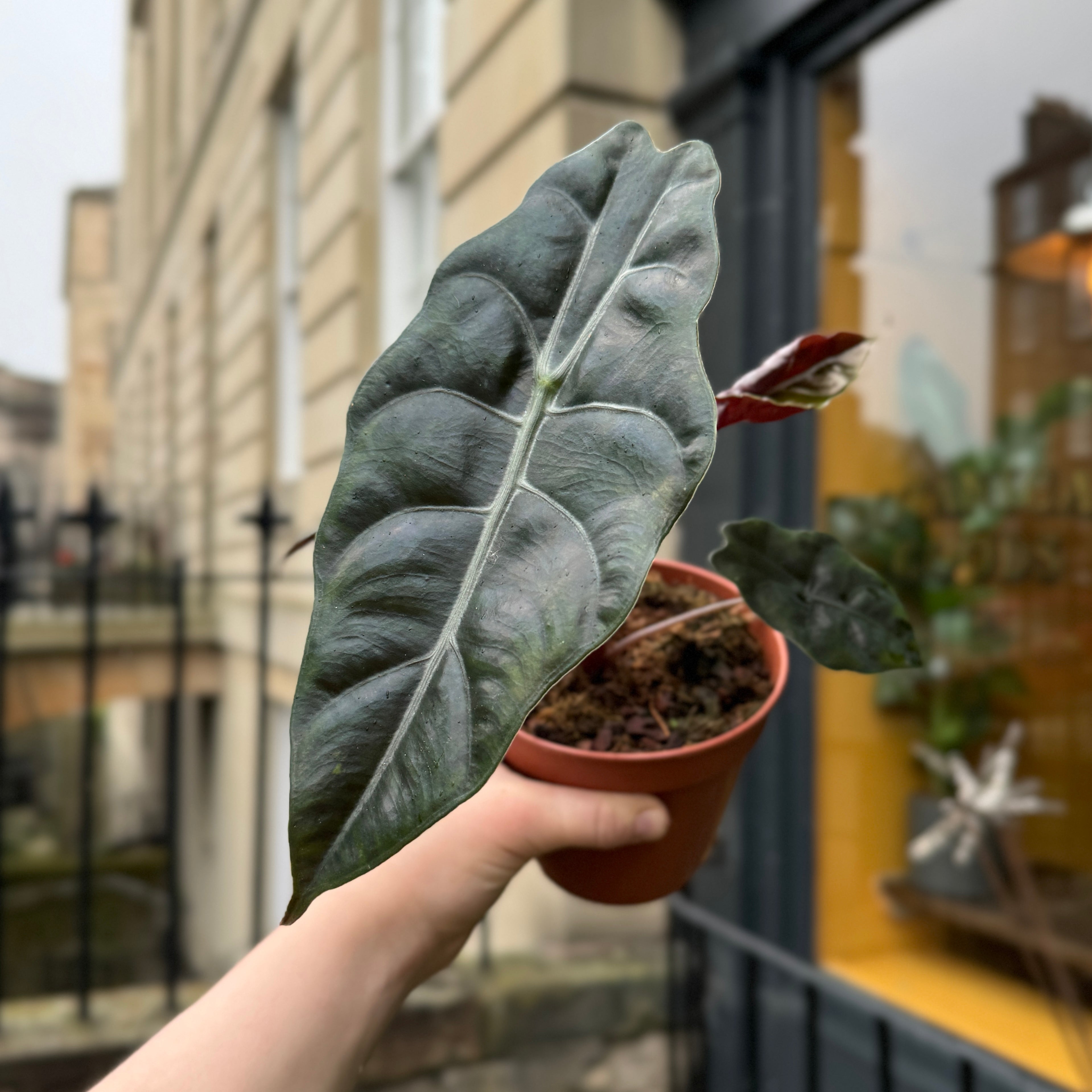 Alocasia 'Chantrieri'