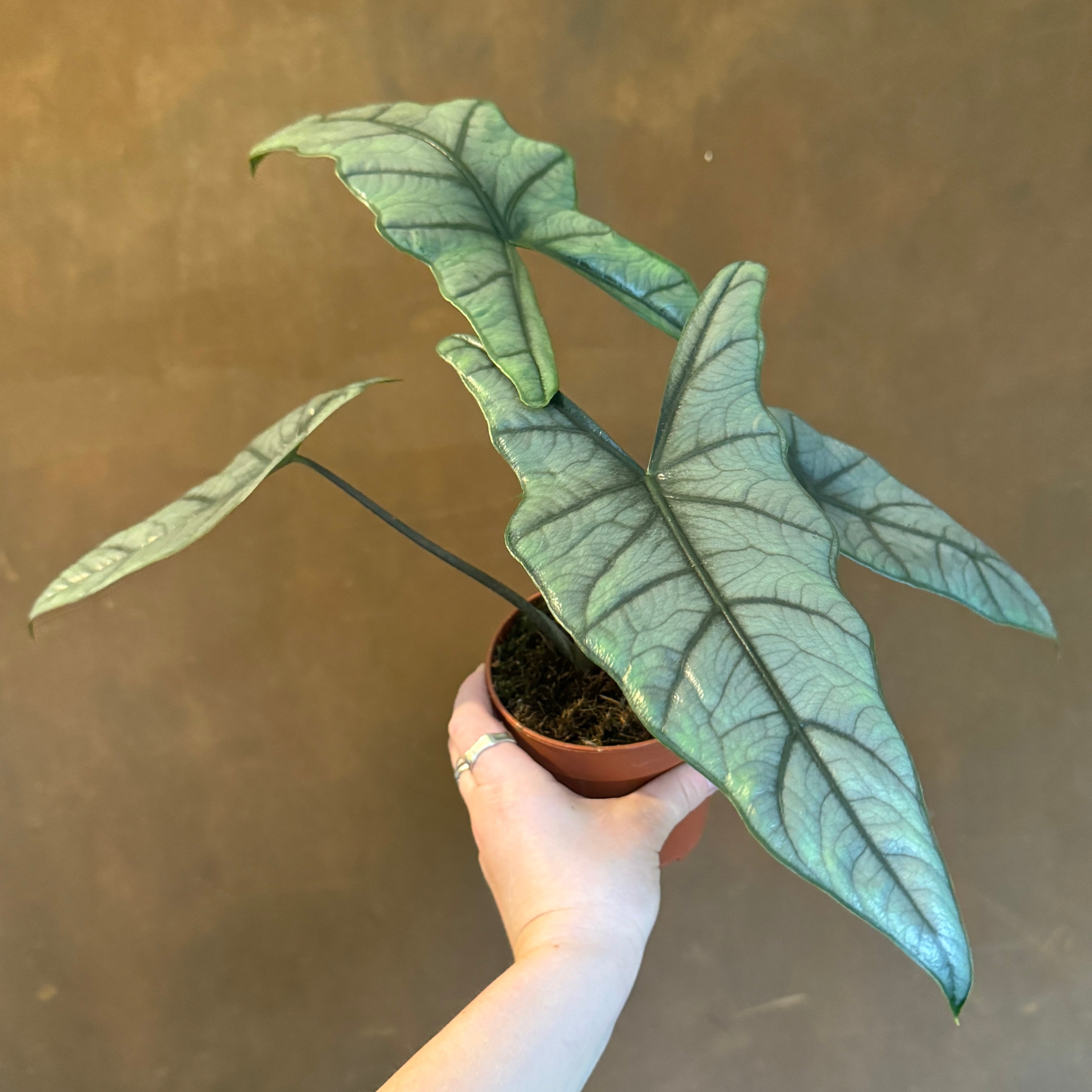 Alocasia heterophylla