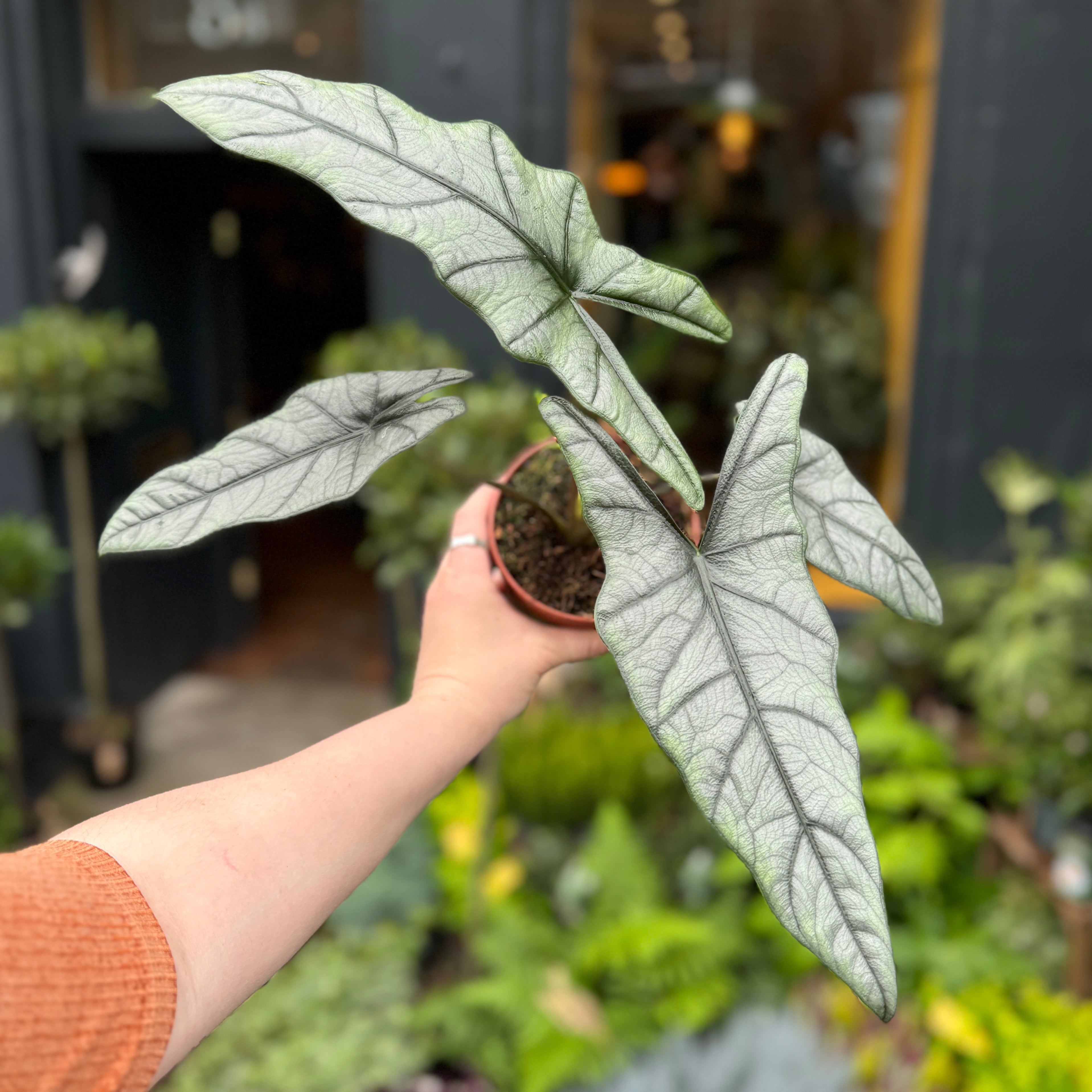 Alocasia heterophylla