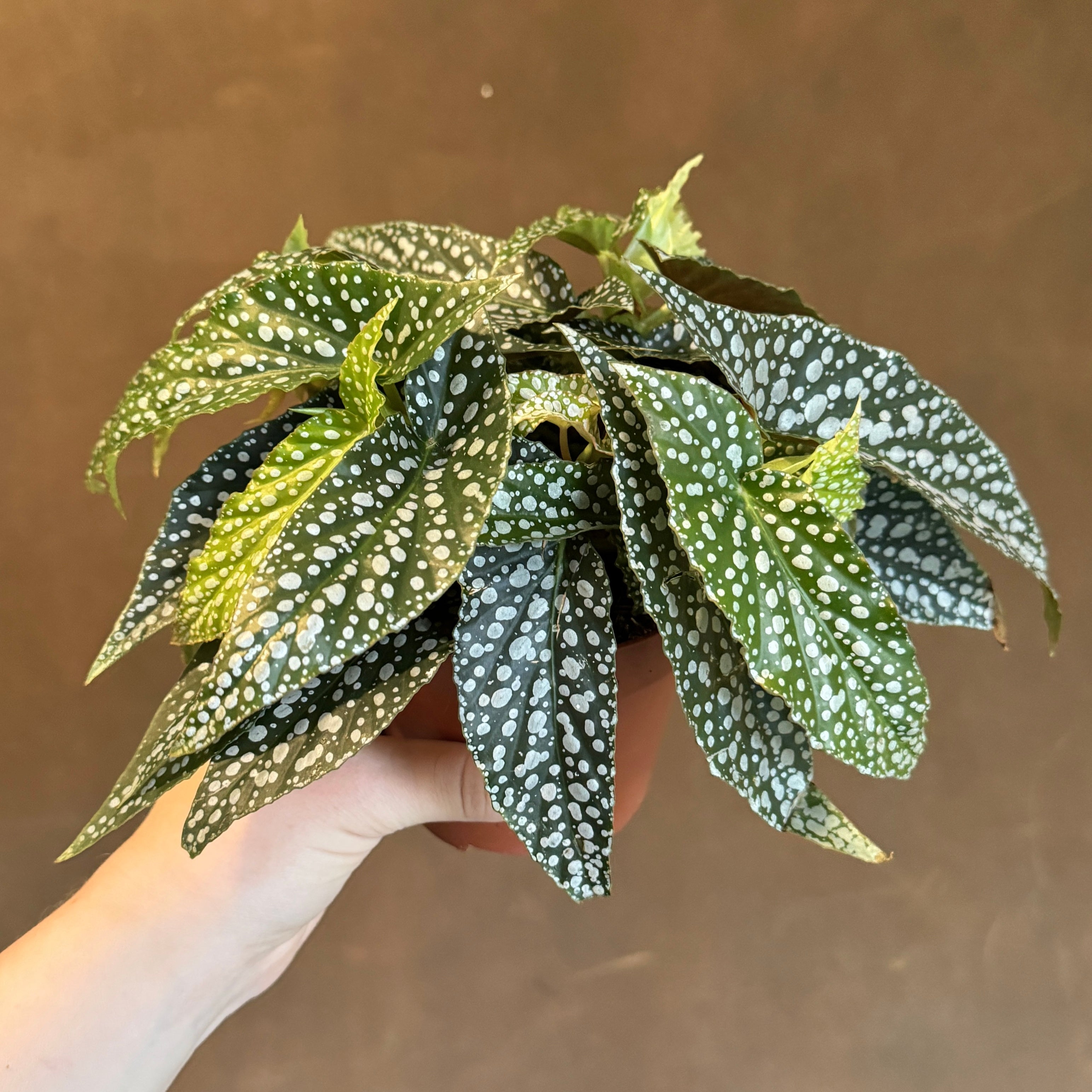 Begonia maculata 'Double Dot'