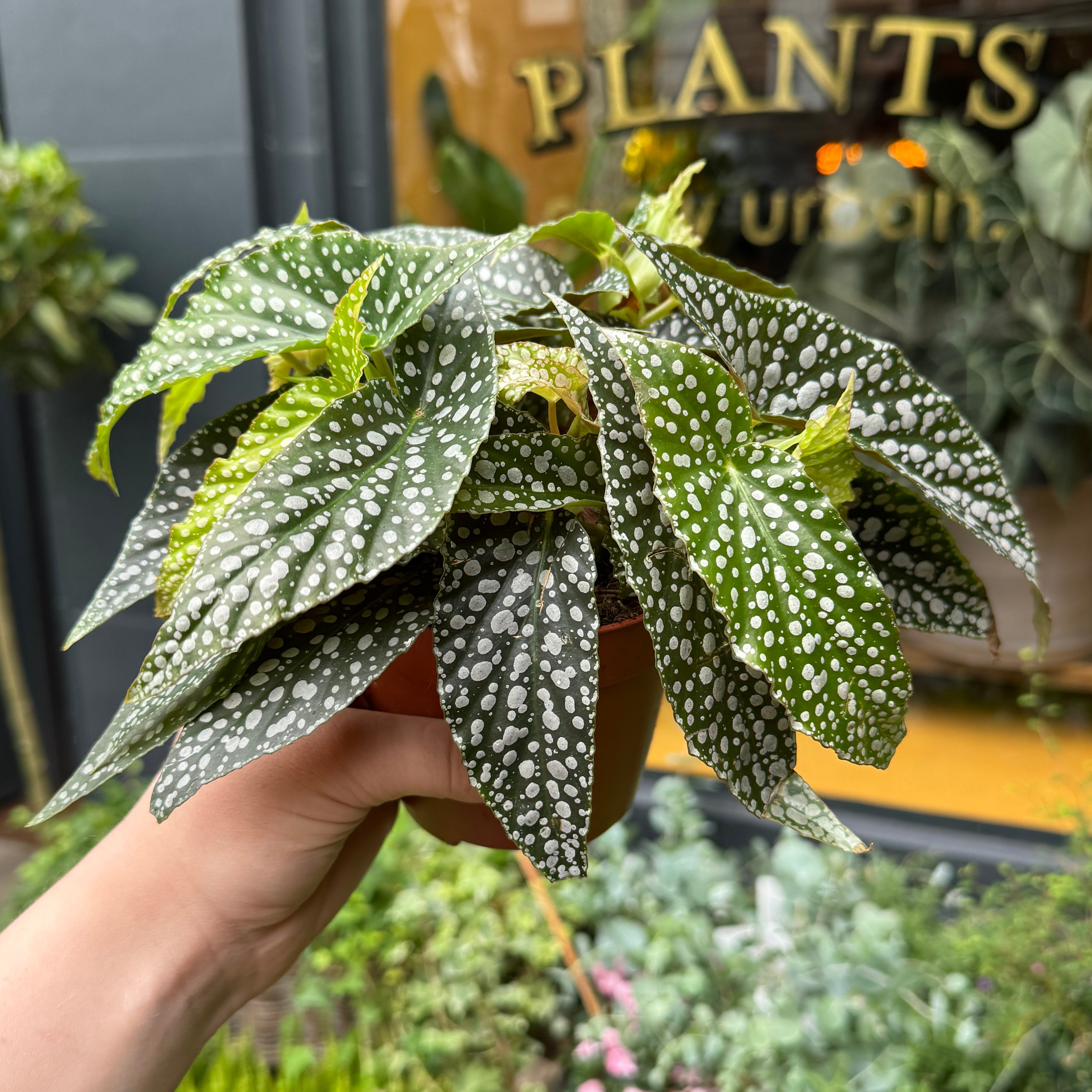 Begonia maculata 'Double Dot'