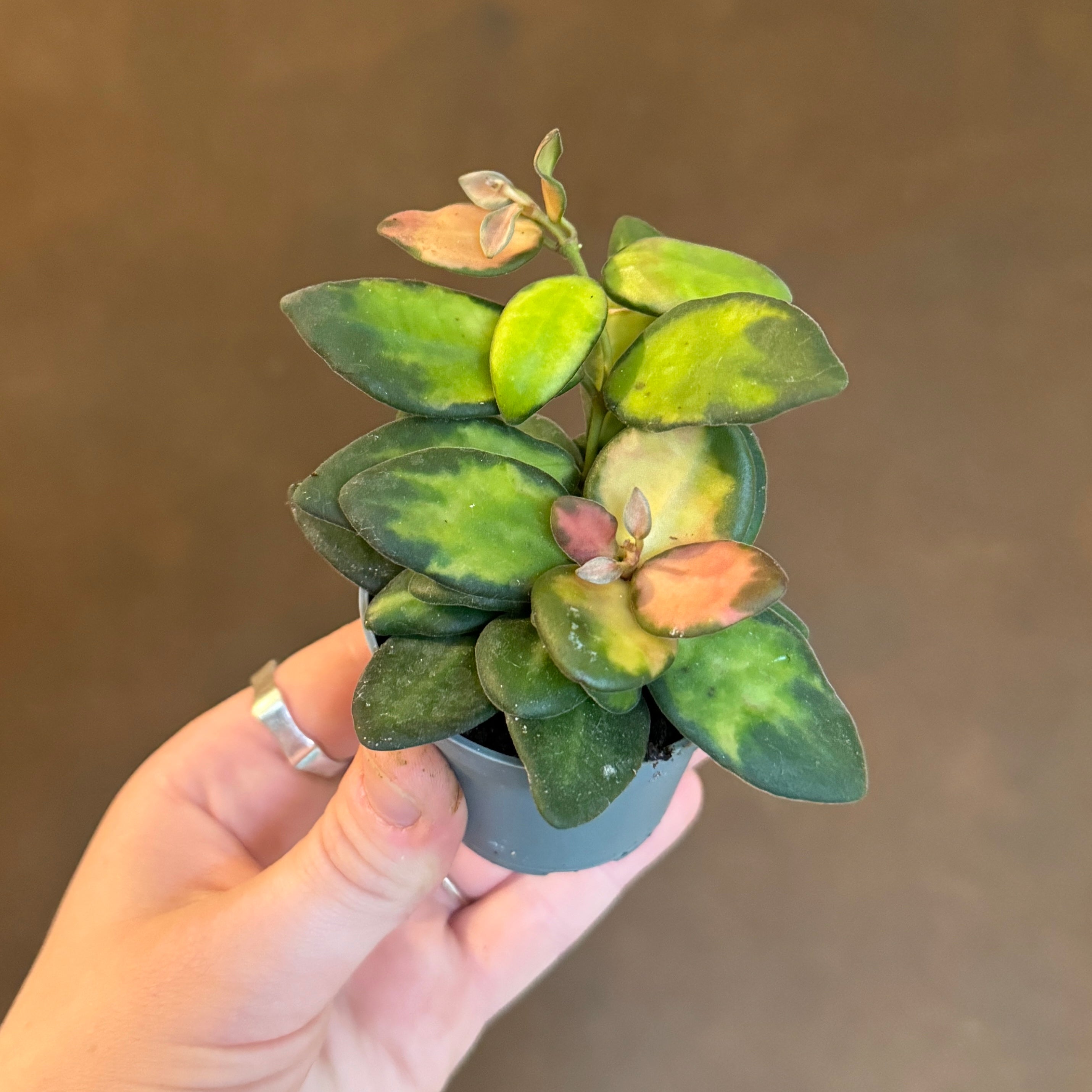 Hoya burtoniae 'Variegata'