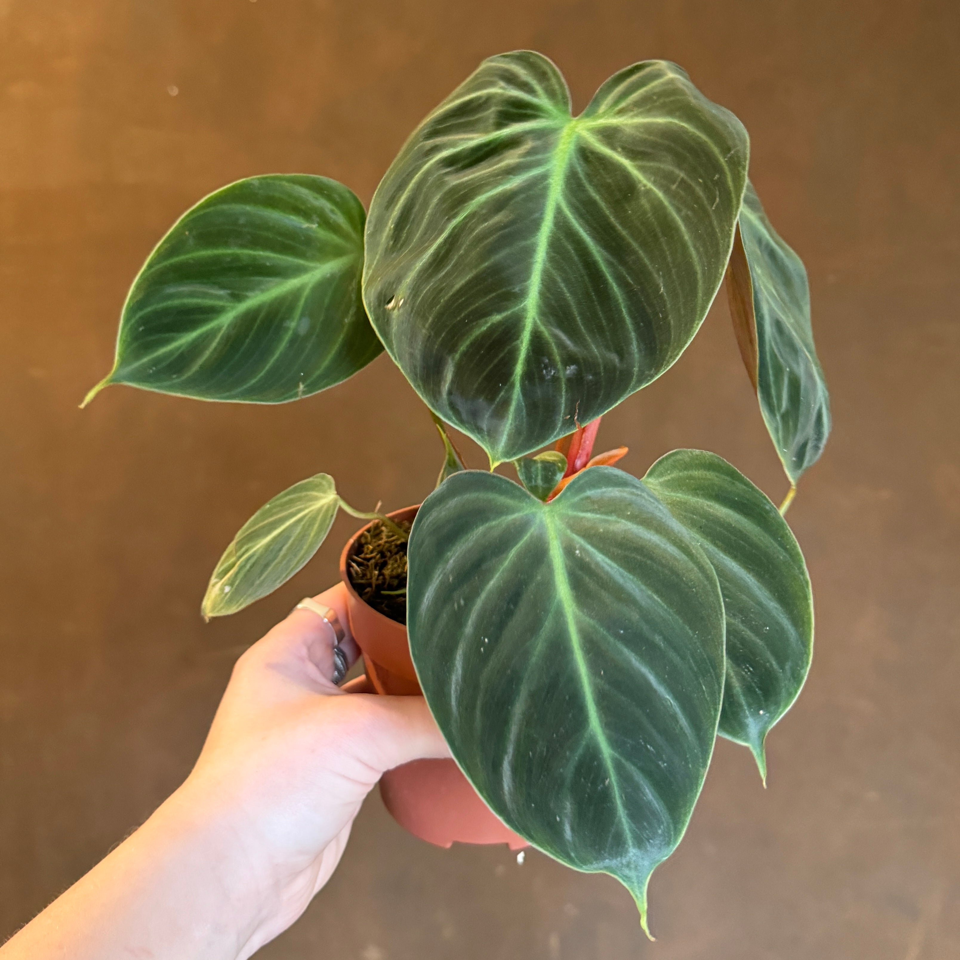 Philodendron rubrijuvenile 'El Choco Red'