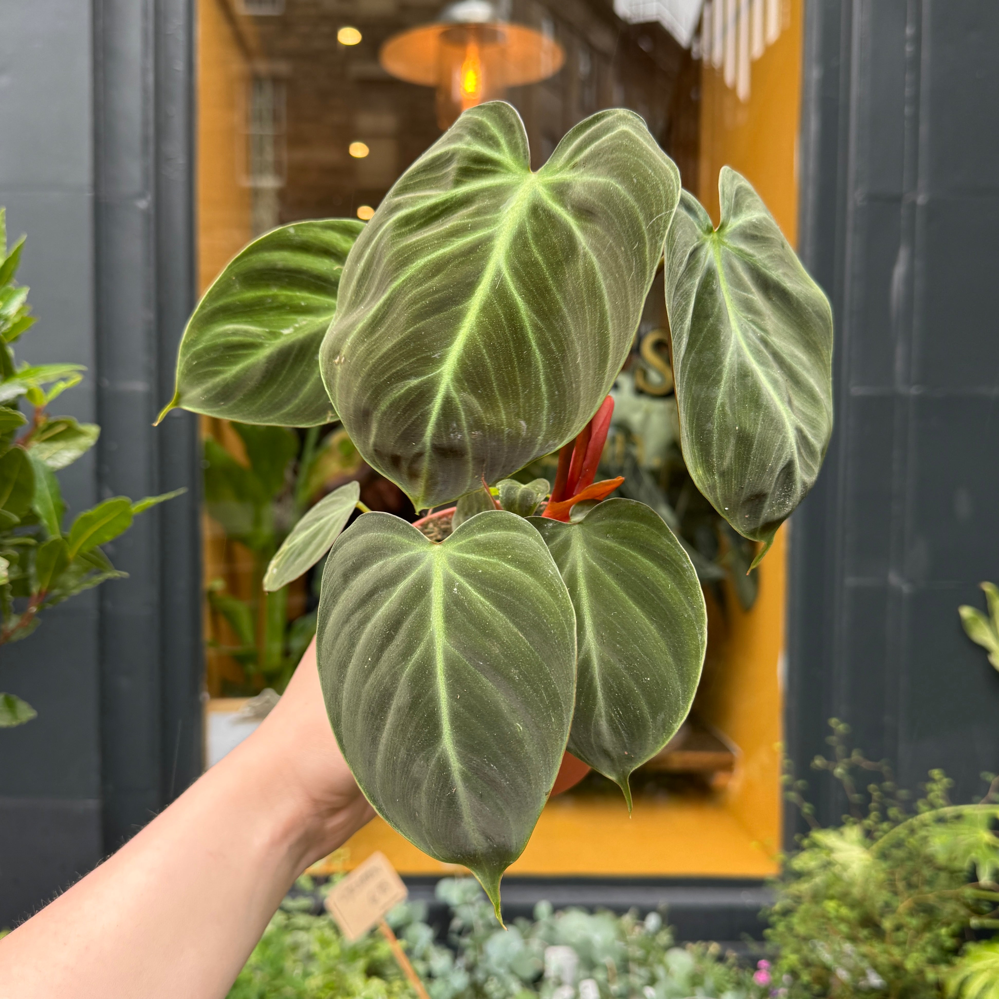 Philodendron rubrijuvenile 'El Choco Red'