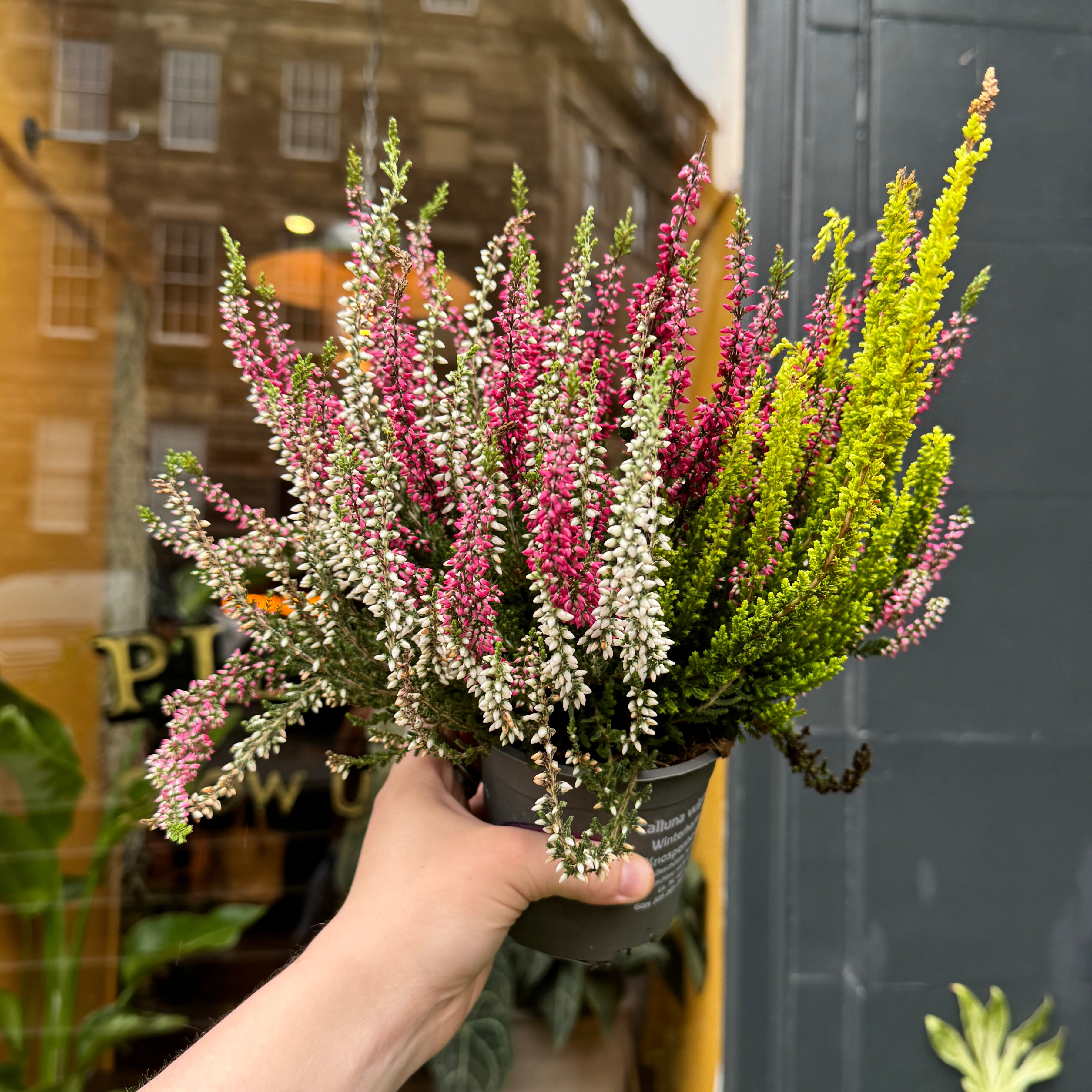 Calluna 'Garden Girls Trio'