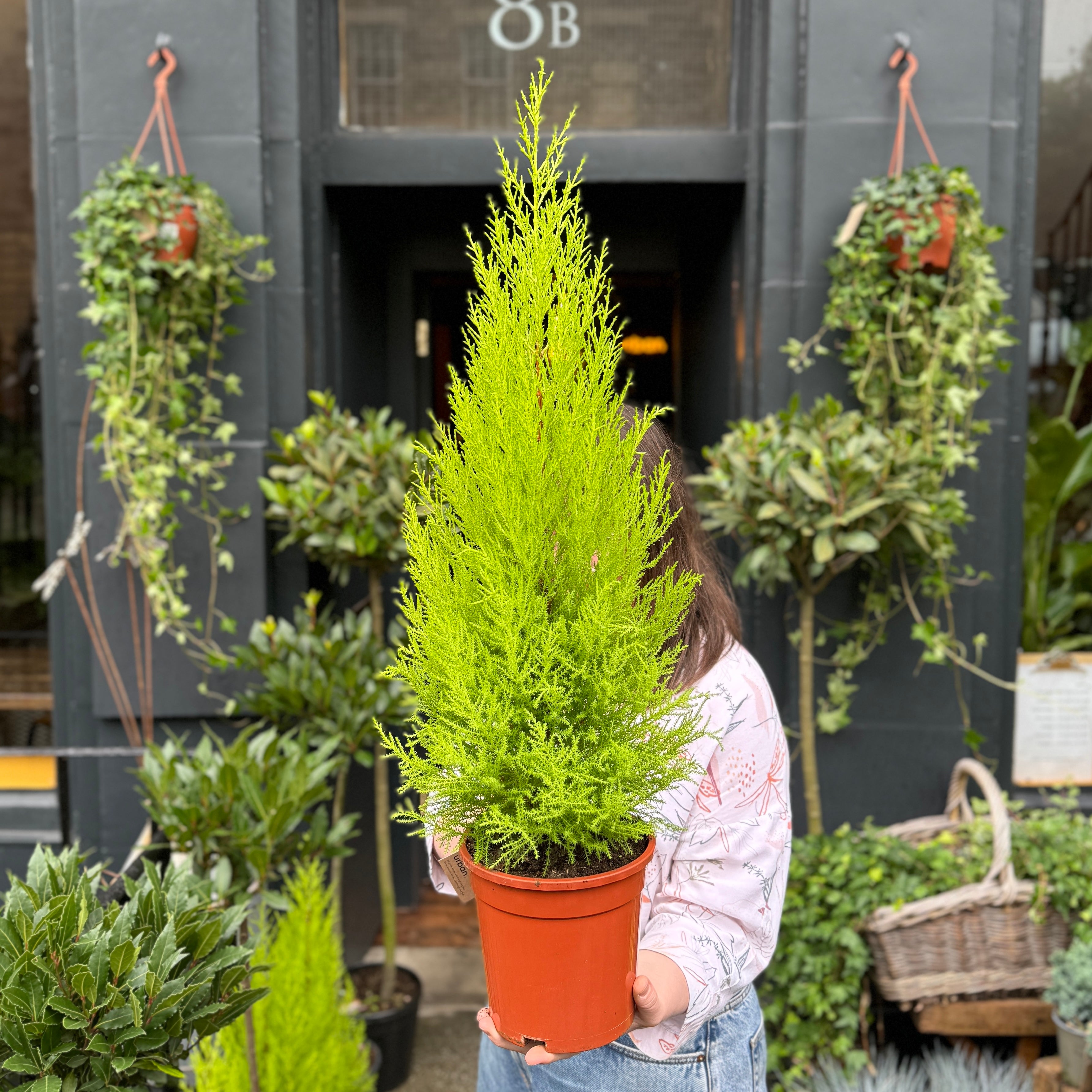 Cupressus macrocarpa 'Goldcrest Wilma'