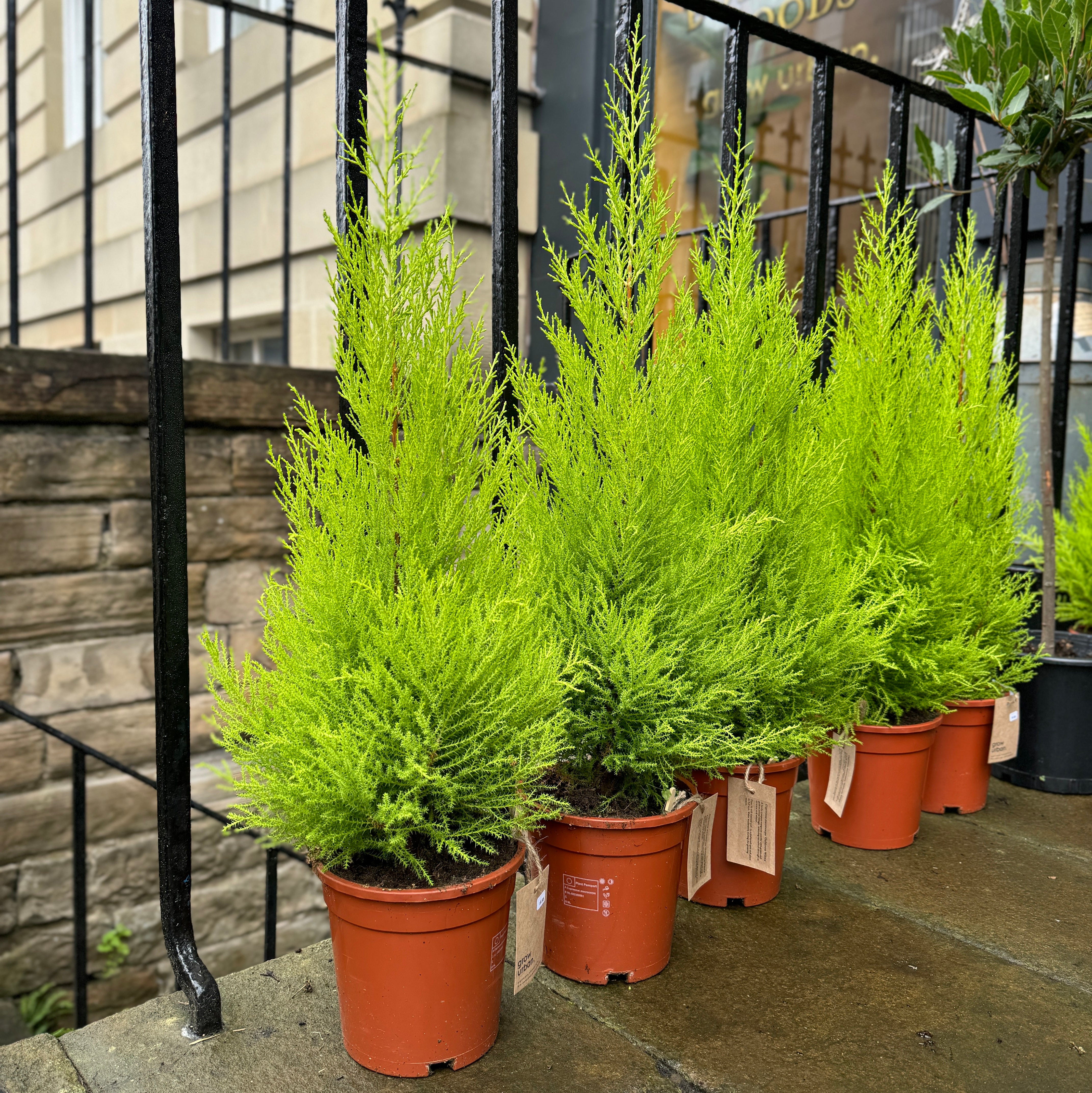 Cupressus macrocarpa 'Goldcrest Wilma'