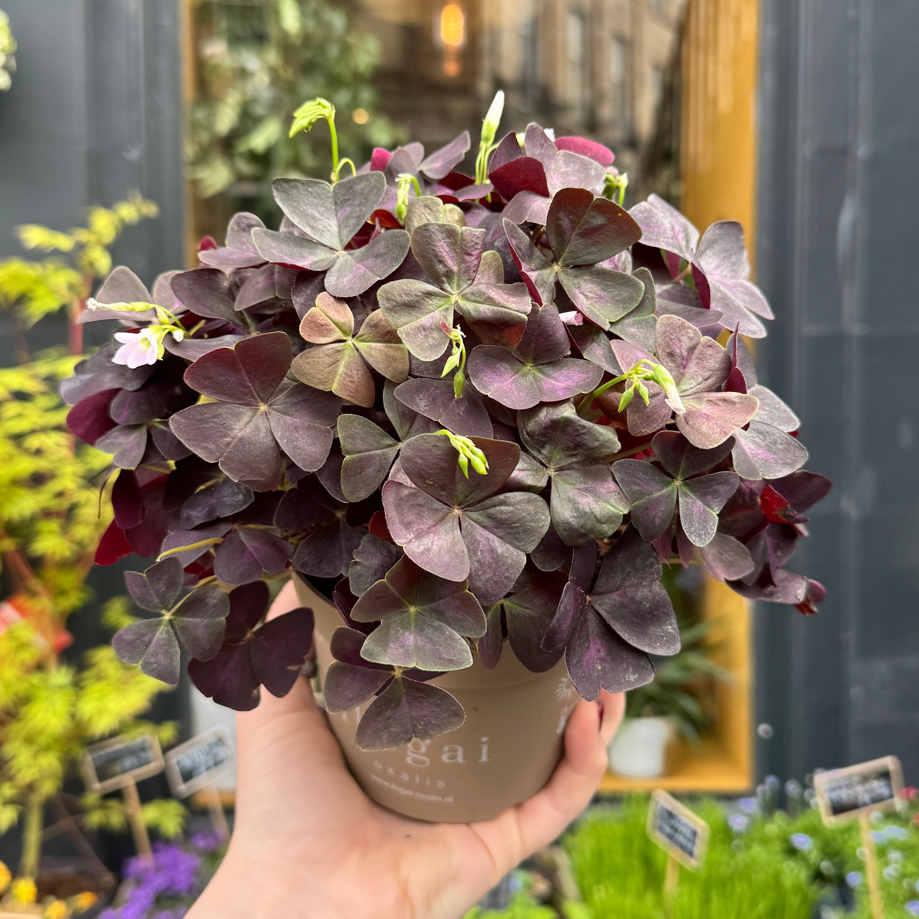 Oxalis triangularis