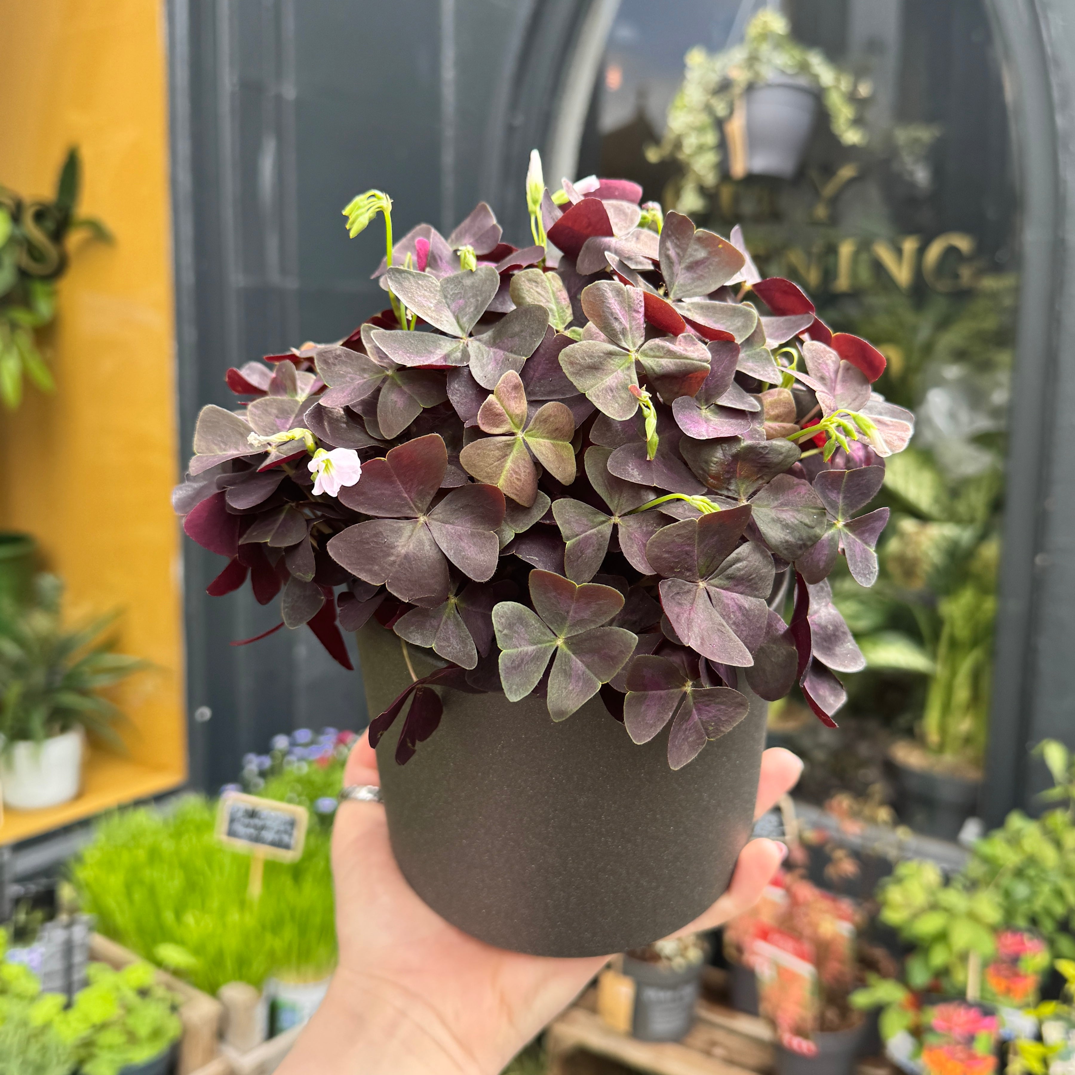 Oxalis triangularis