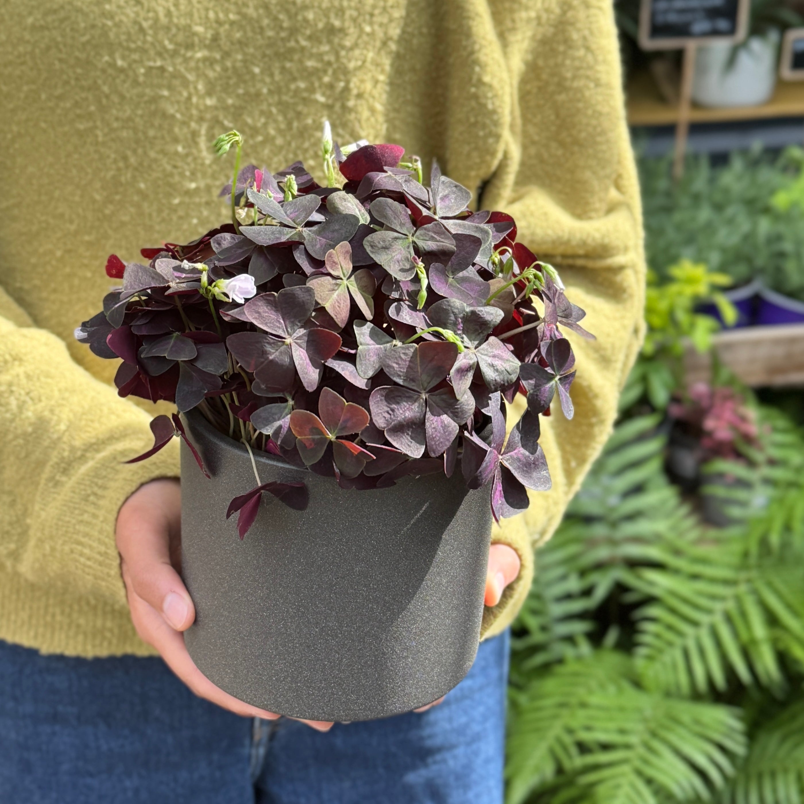 Oxalis triangularis