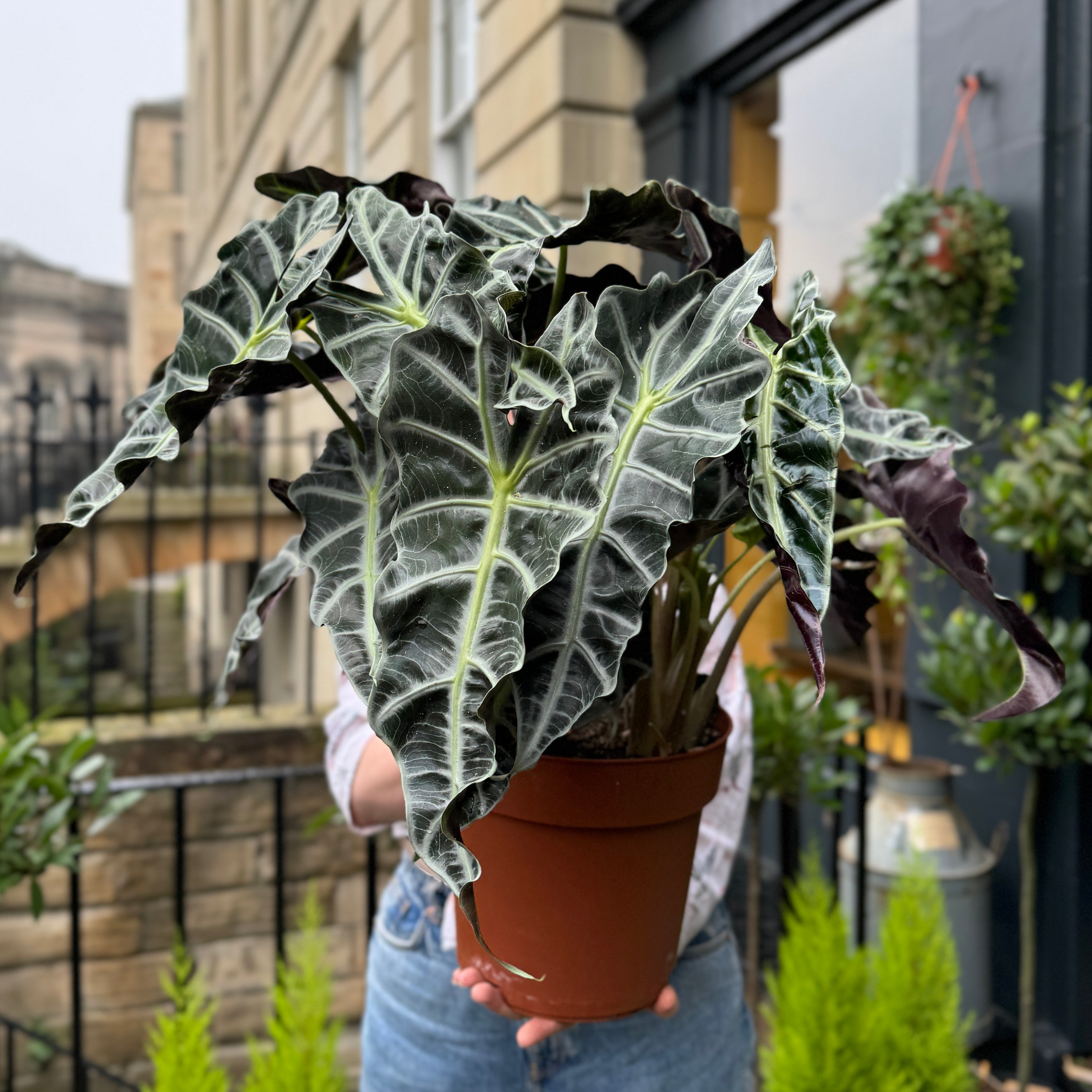 Alocasia x amazonica