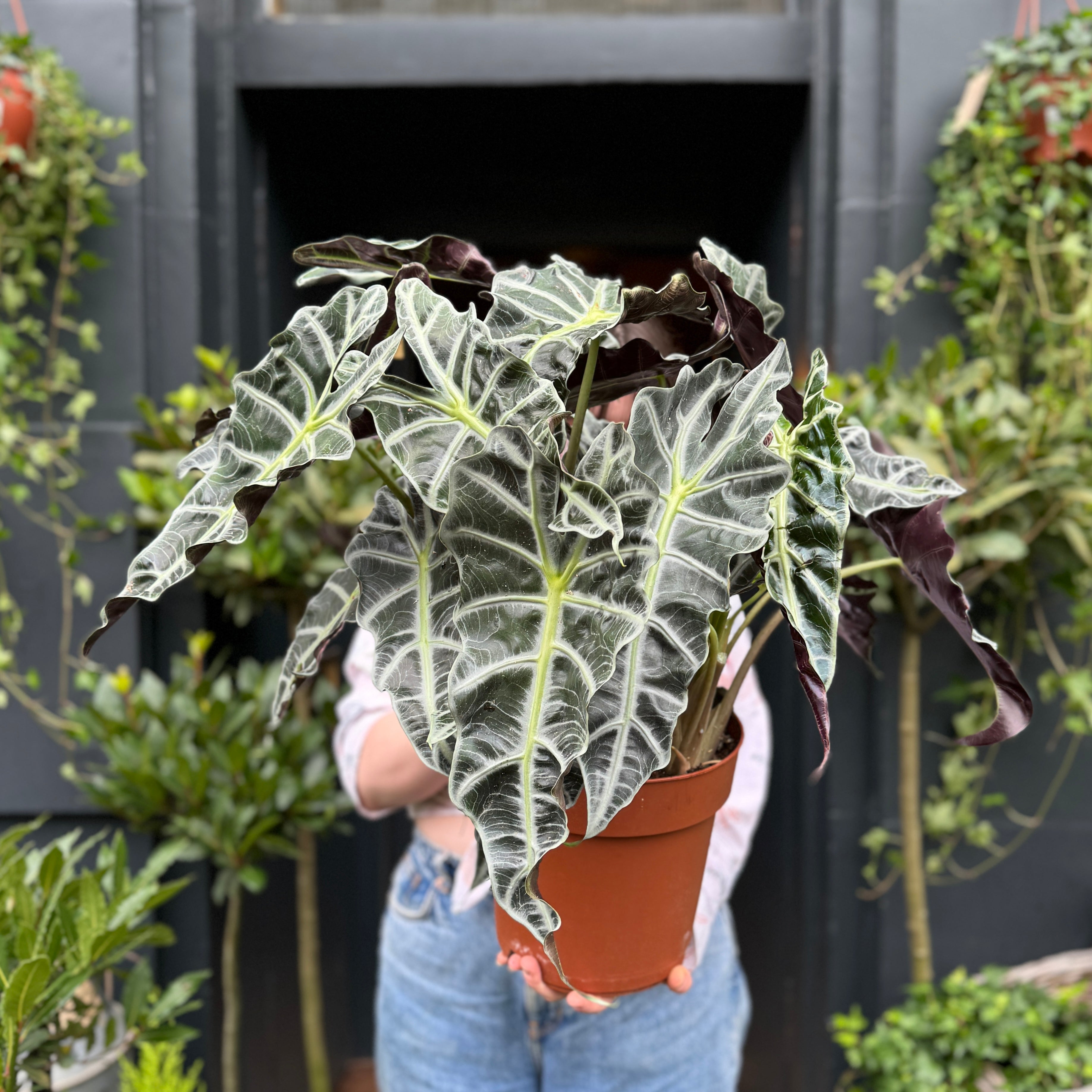 Alocasia x amazonica