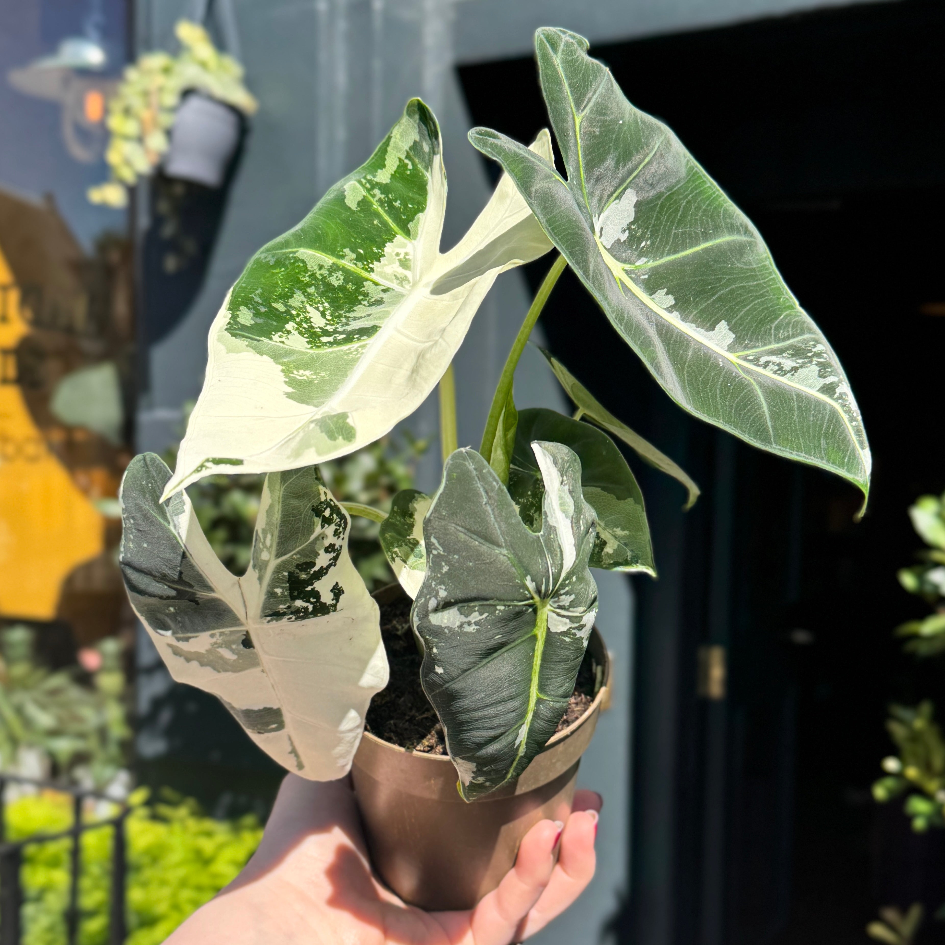 Alocasia micholitziana ‘Frydek’ Variegata