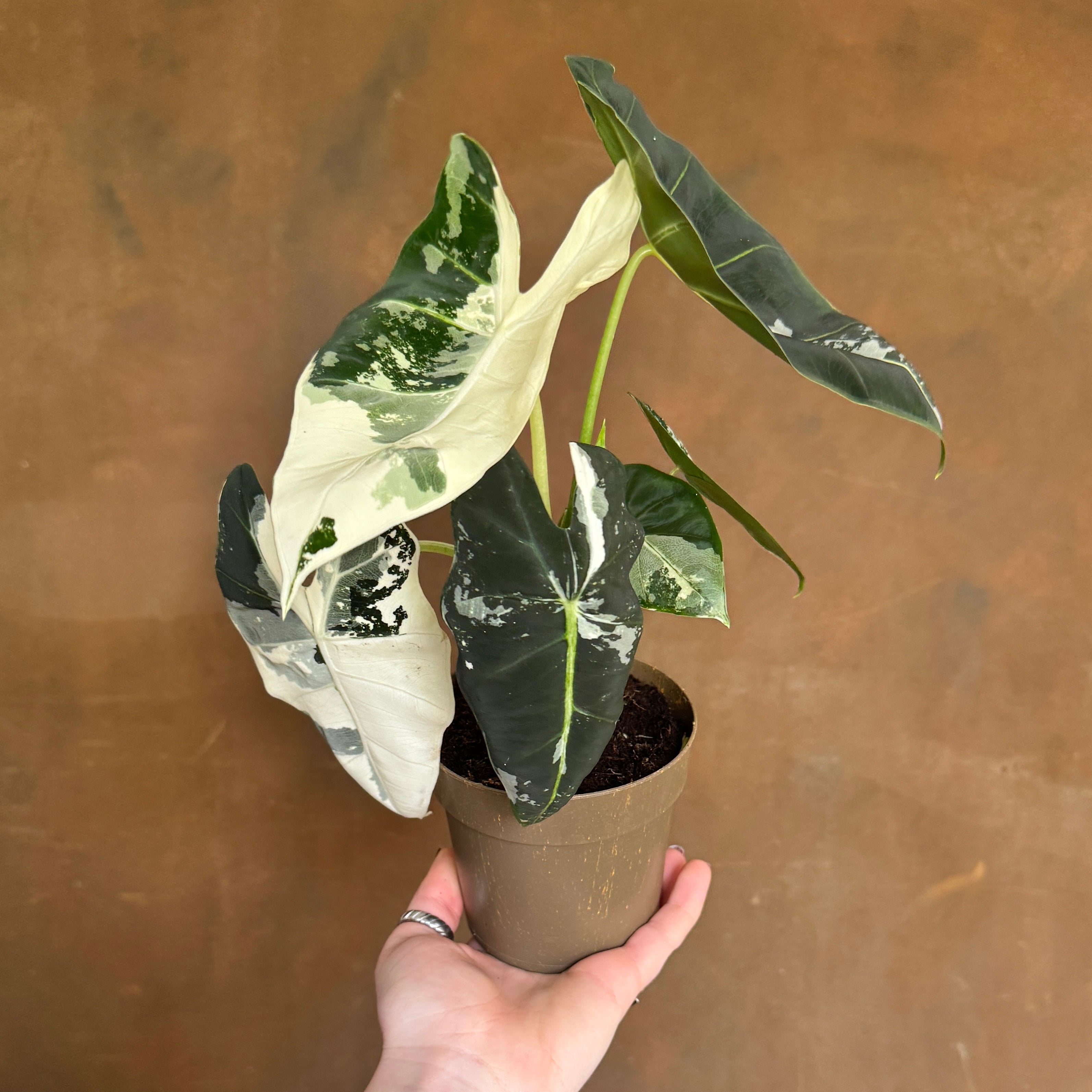 Alocasia micholitziana ‘Frydek’ Variegata