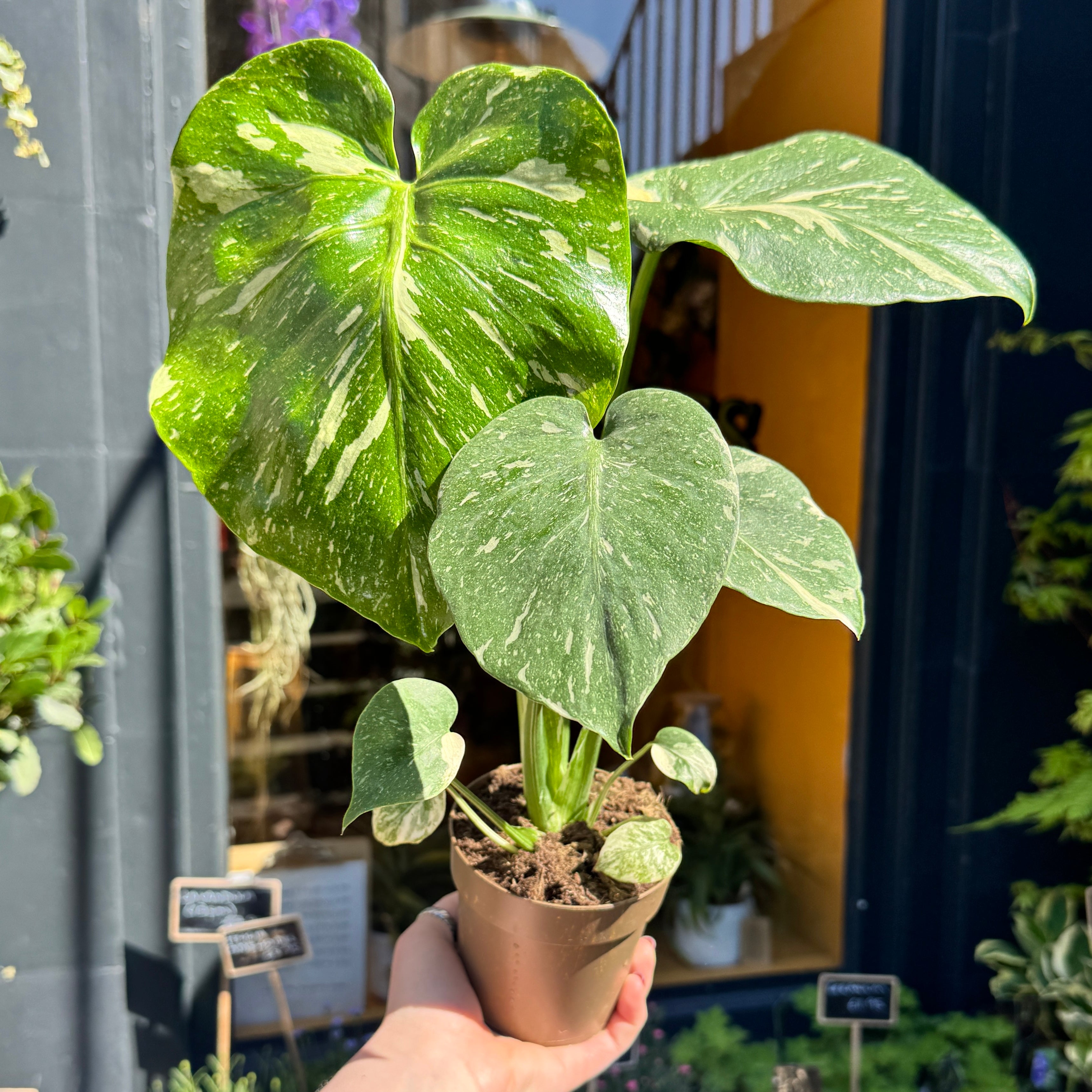 Monstera deliciosa ‘Thai Constellation’