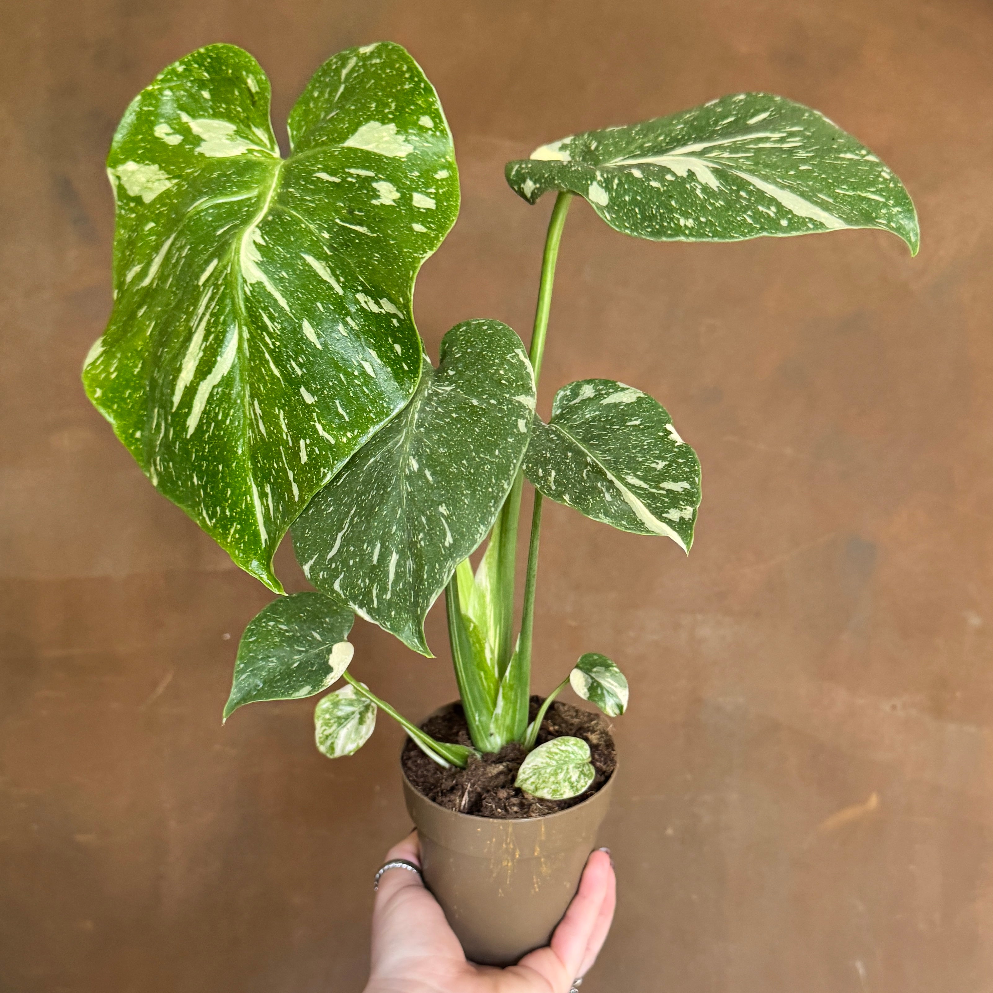Monstera deliciosa ‘Thai Constellation’