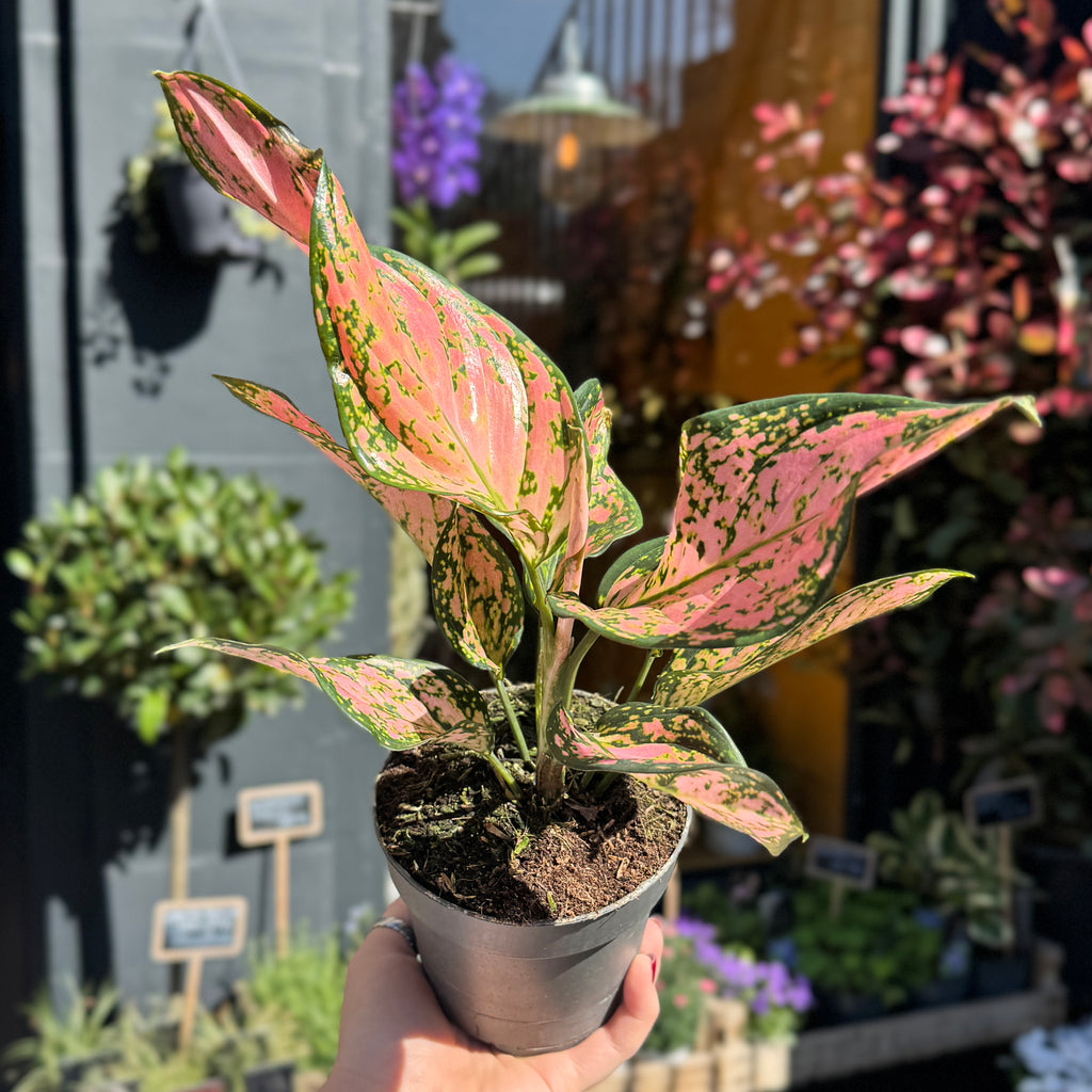 pink aglaonema in water Aglaonema 'Pink Dolphin' | Rare Chinese Evergreen