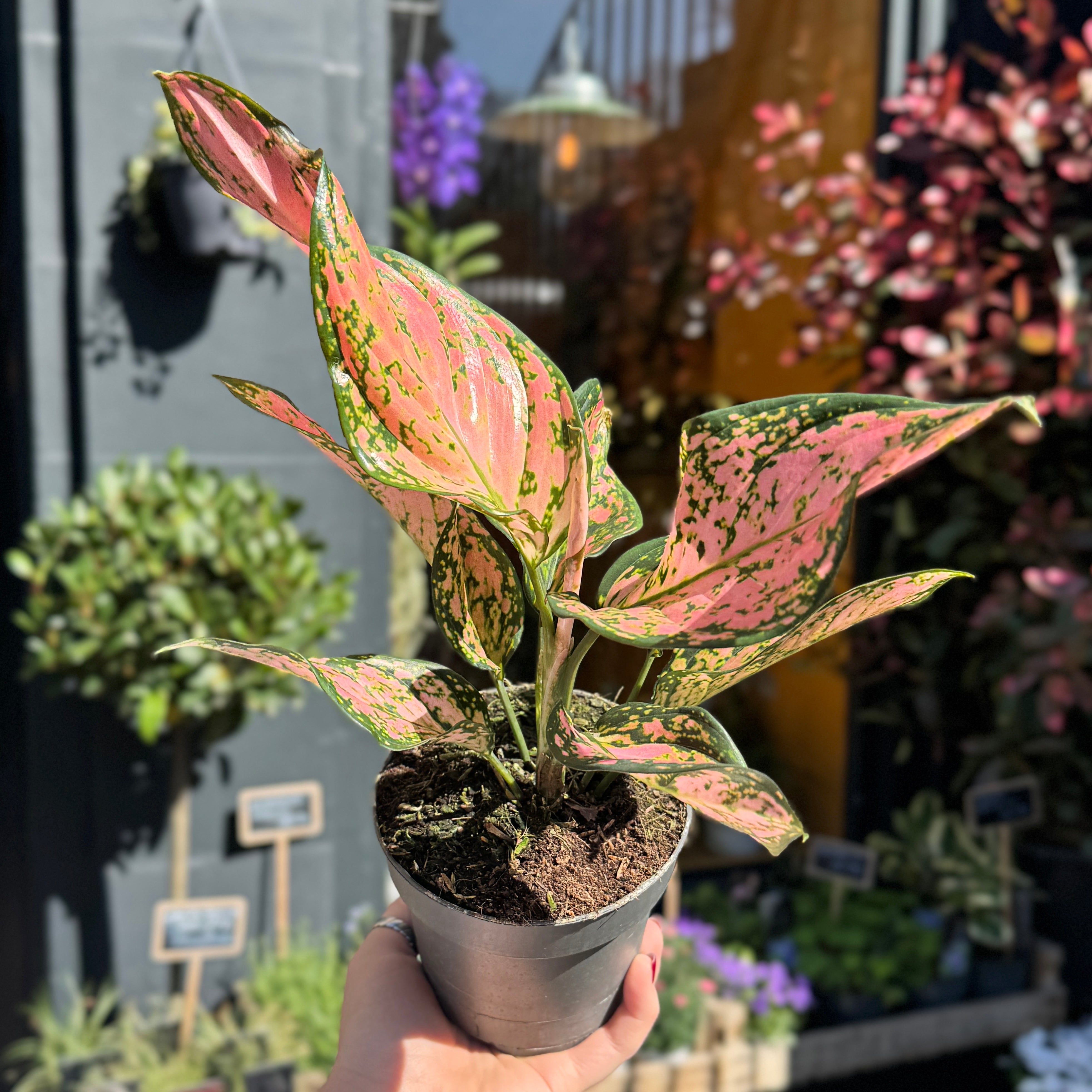 Aglaonema 'Pink Dolphin'