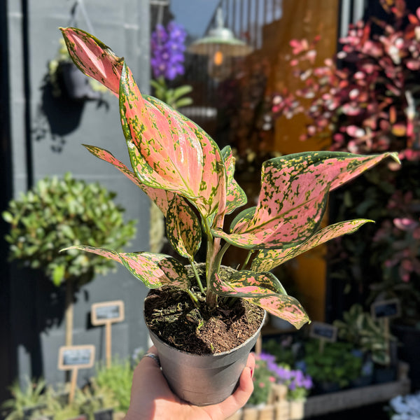 aglaonema water on leaves Aglaonema 'Pink Dolphin' | Rare Chinese Evergreen