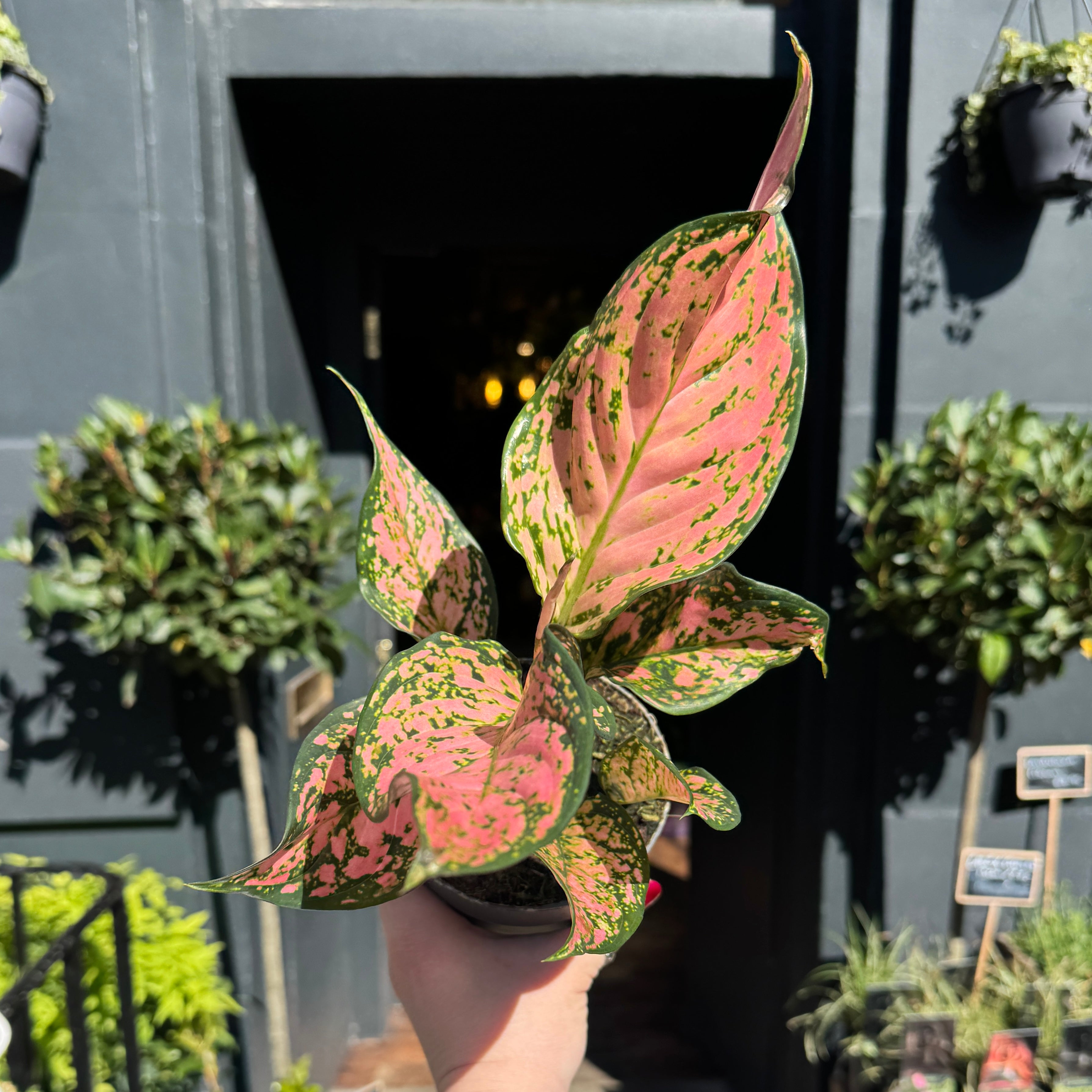 Aglaonema 'Pink Dolphin'