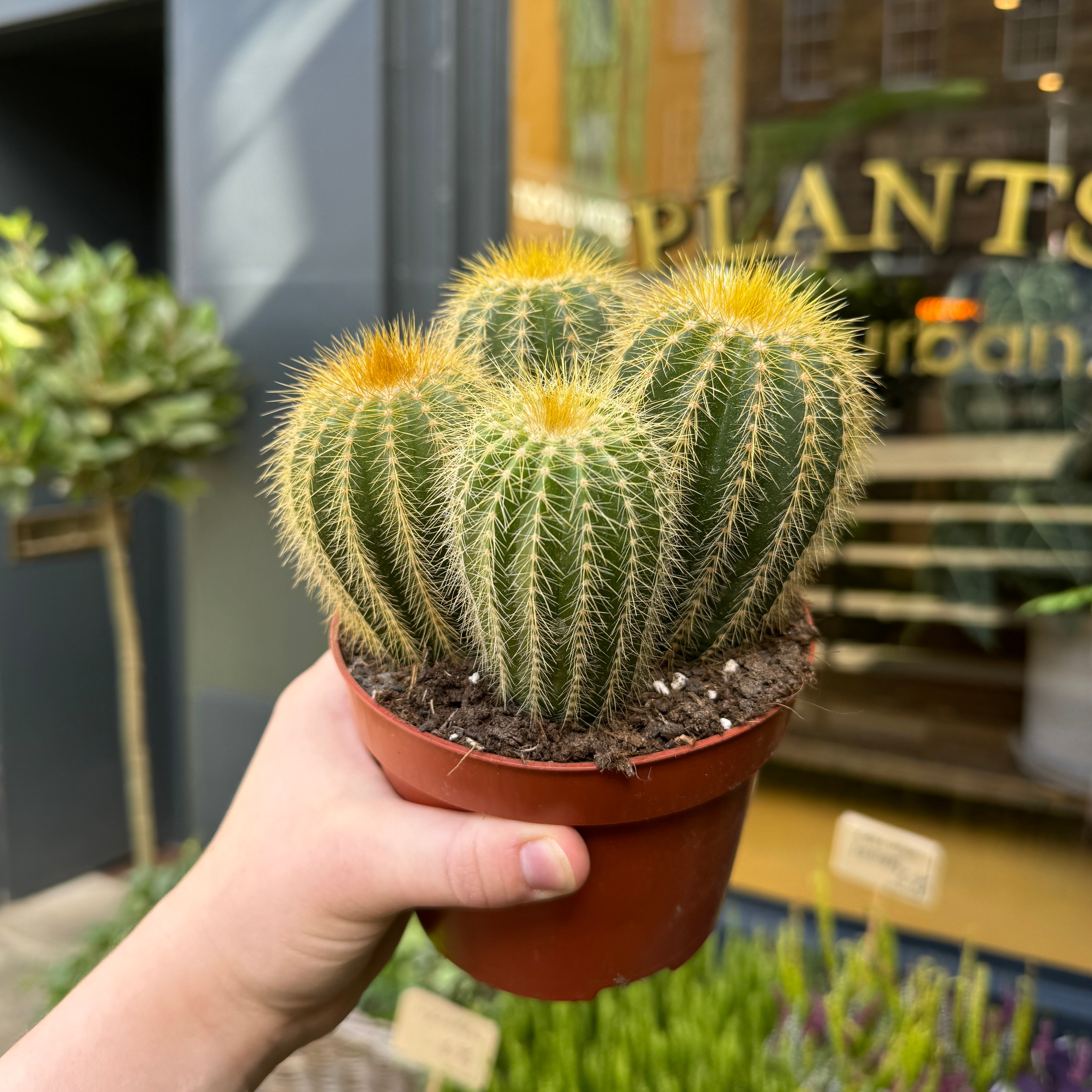 Eriocactus warasii