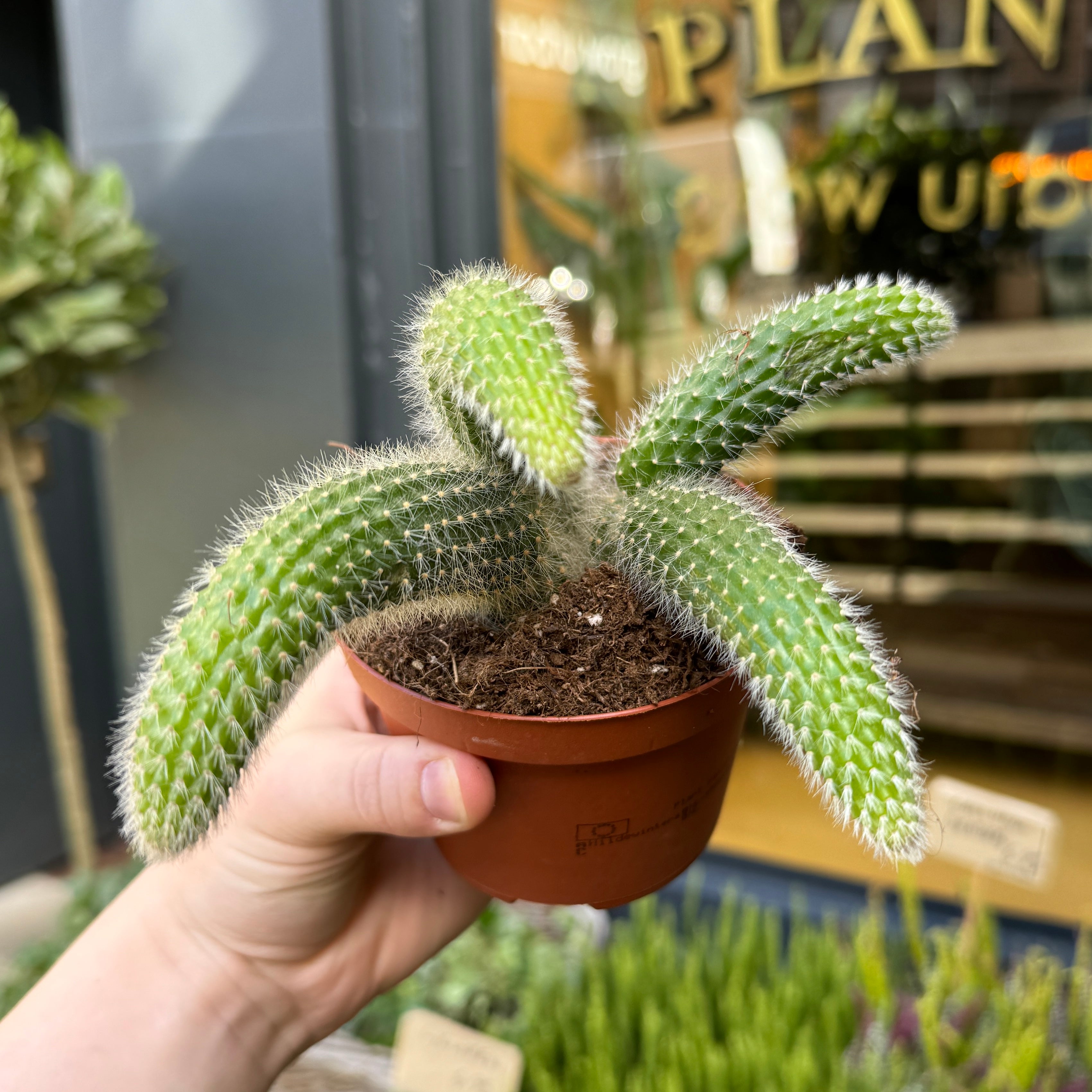 Cleistocactus colademononis